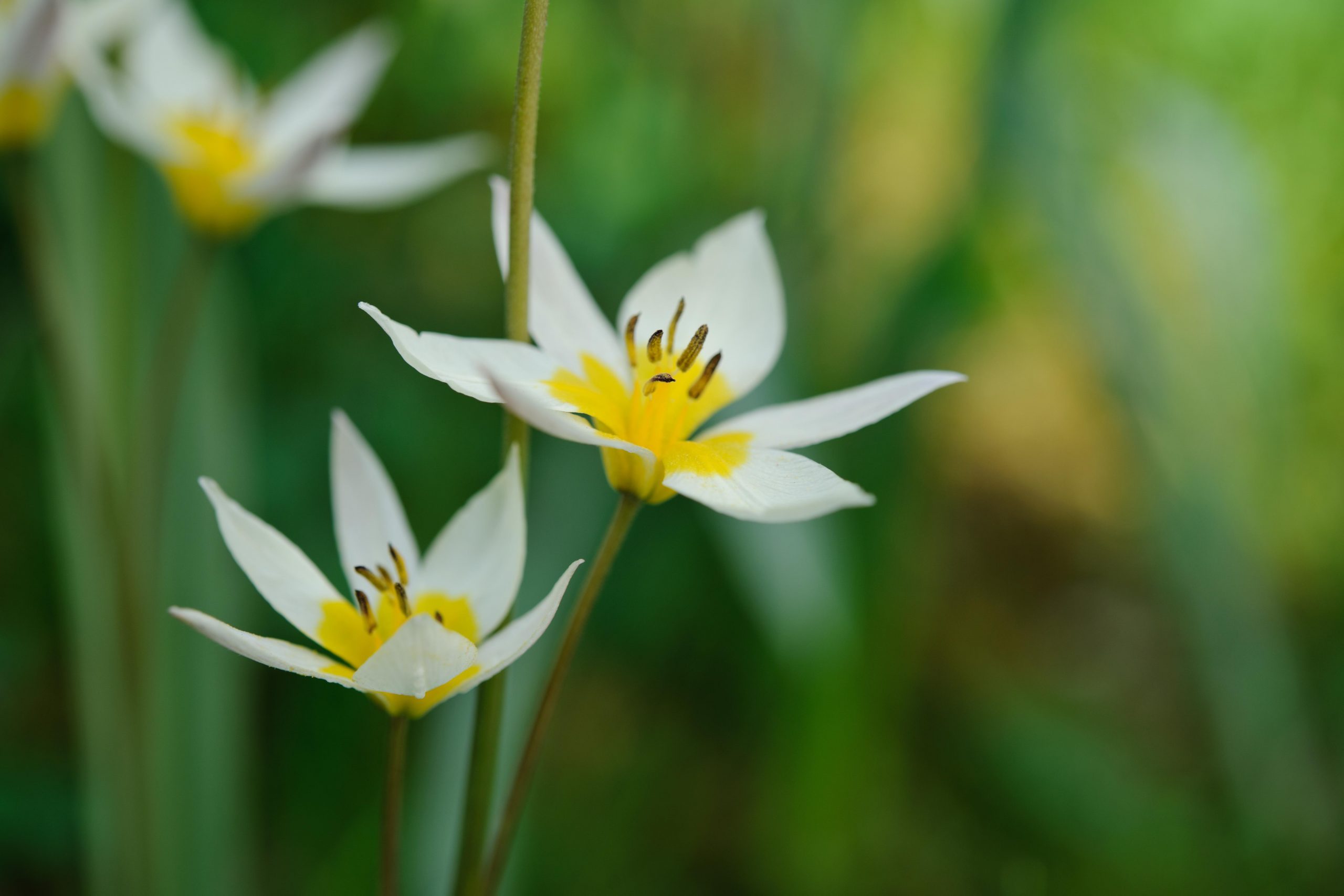 Great spring bulbs to plant:  Tulipa turkestanica