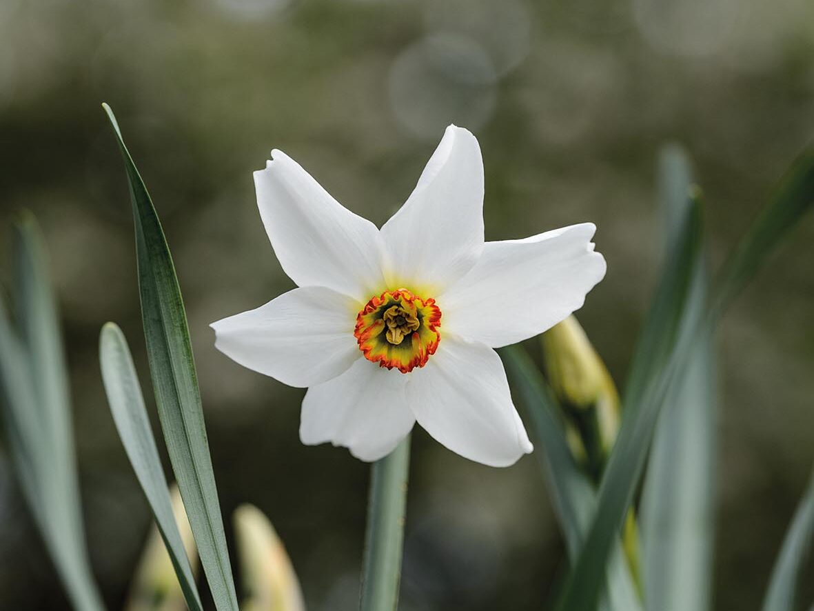 A great spring bulb: Narcissus poeticus var. recurvus