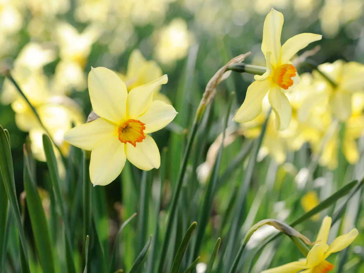 Narcissus Barrii Conspicuous Narcissus Barrii Conspicuous