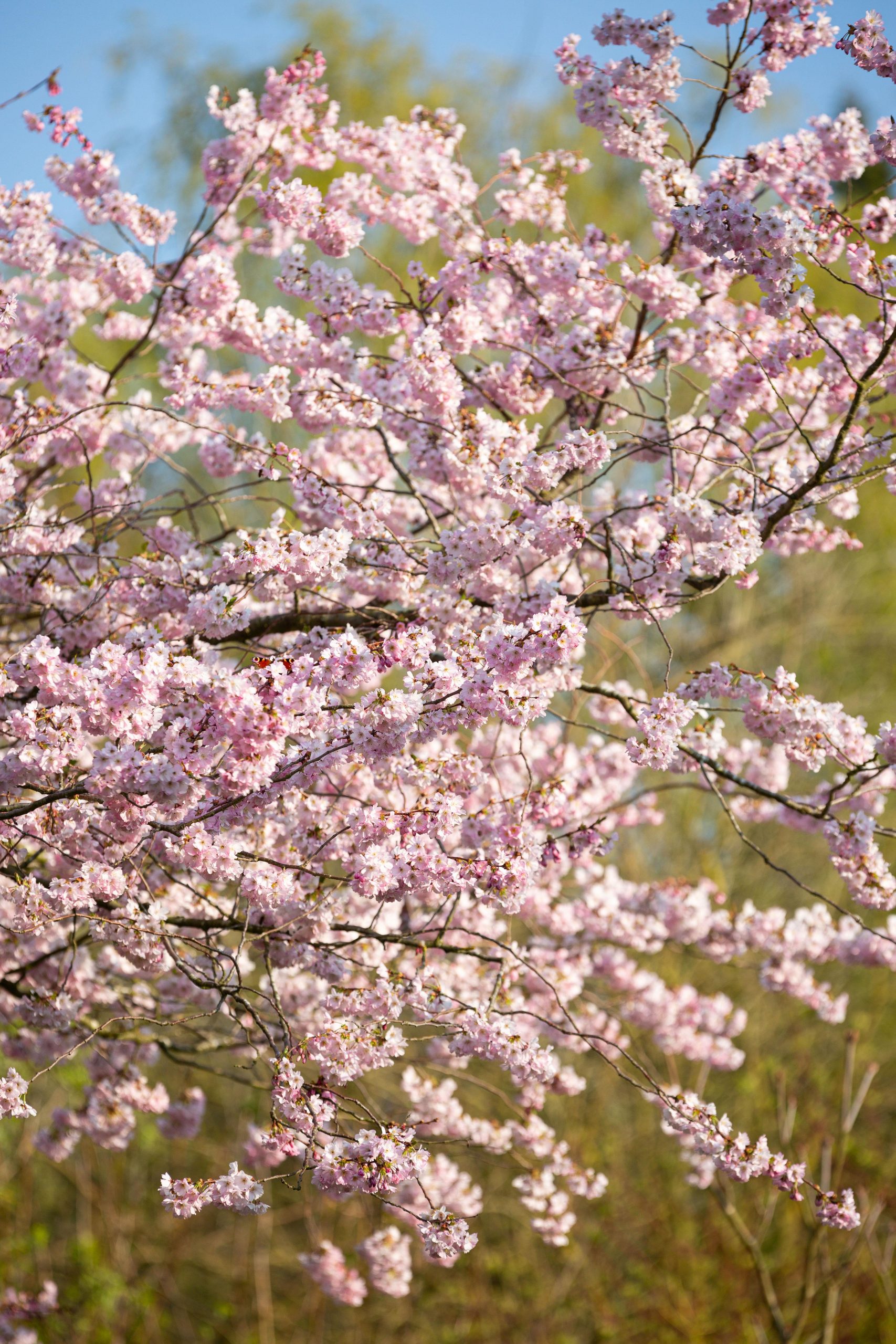 Prunus 'Accolade'