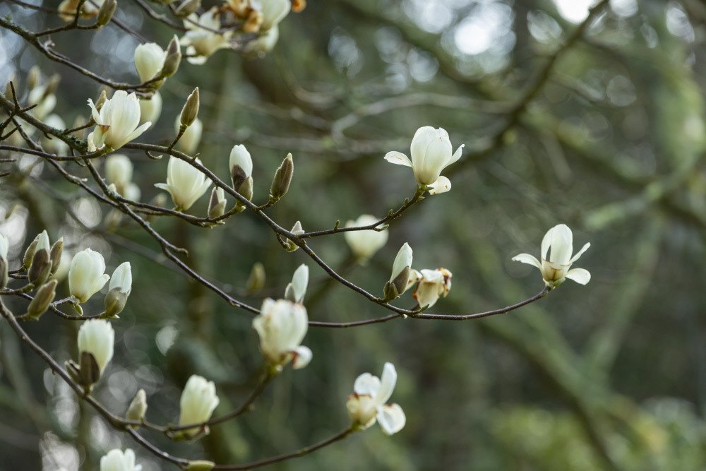 Magnolia tree in blossom at Glendurgan Garden, Cornwall.
