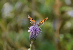 Pollinating insect A small copper butterfly taking a drink of nectar from a thistle head flower, summer days.