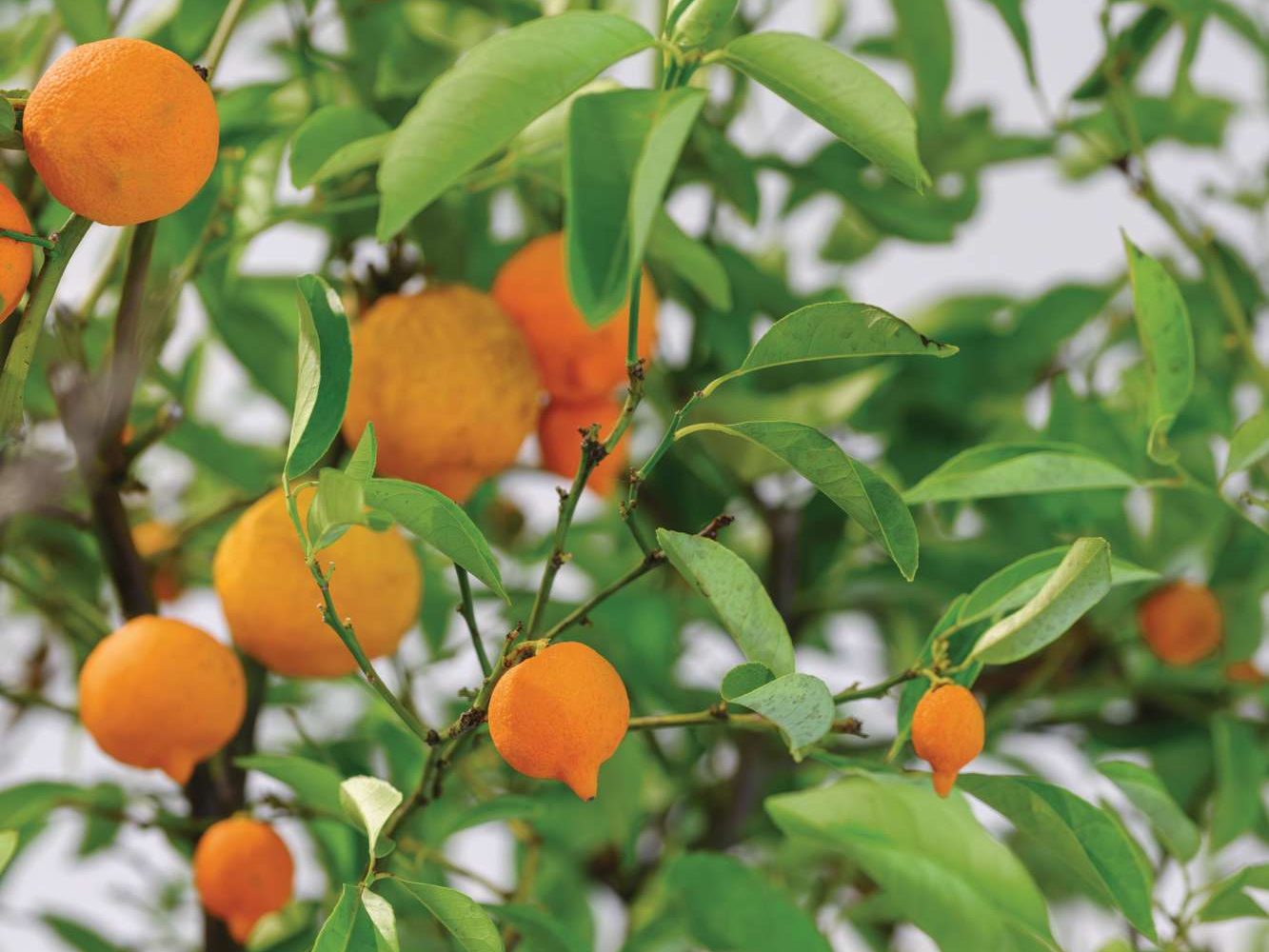 Citrus x taitensis