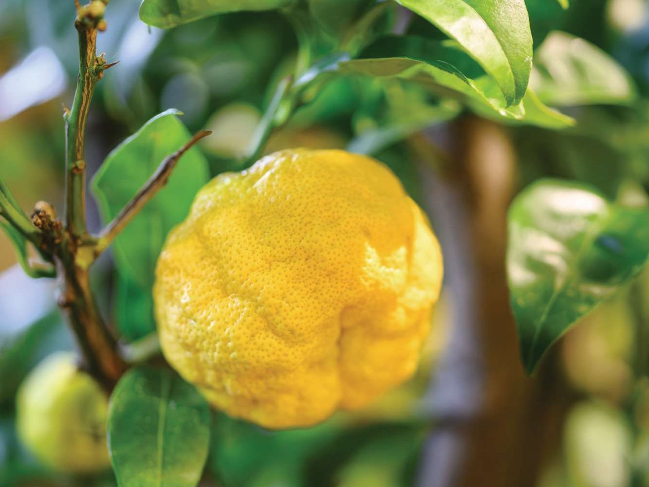 Citrus x junos