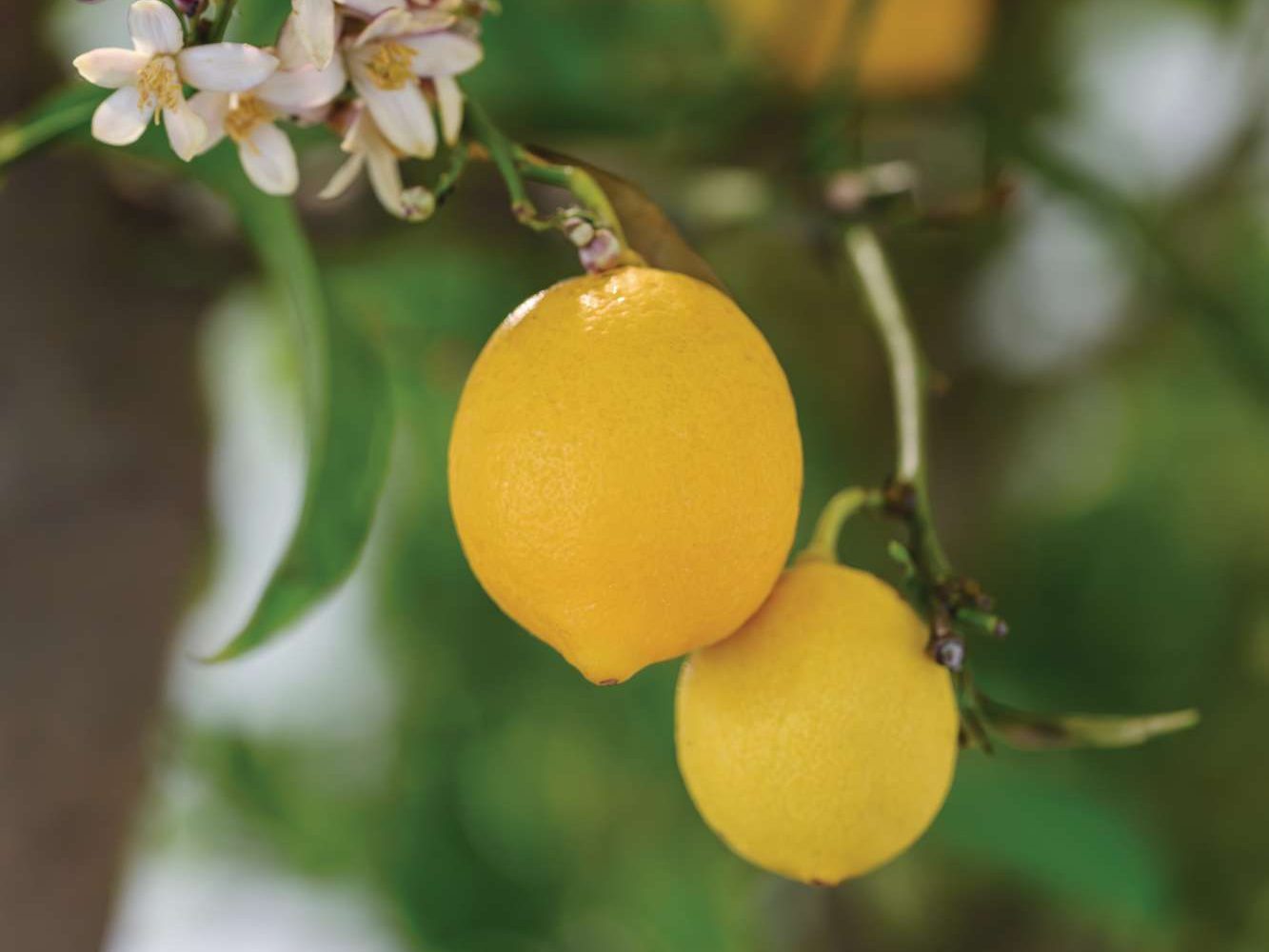 Citrus x limon ‘Meyer’