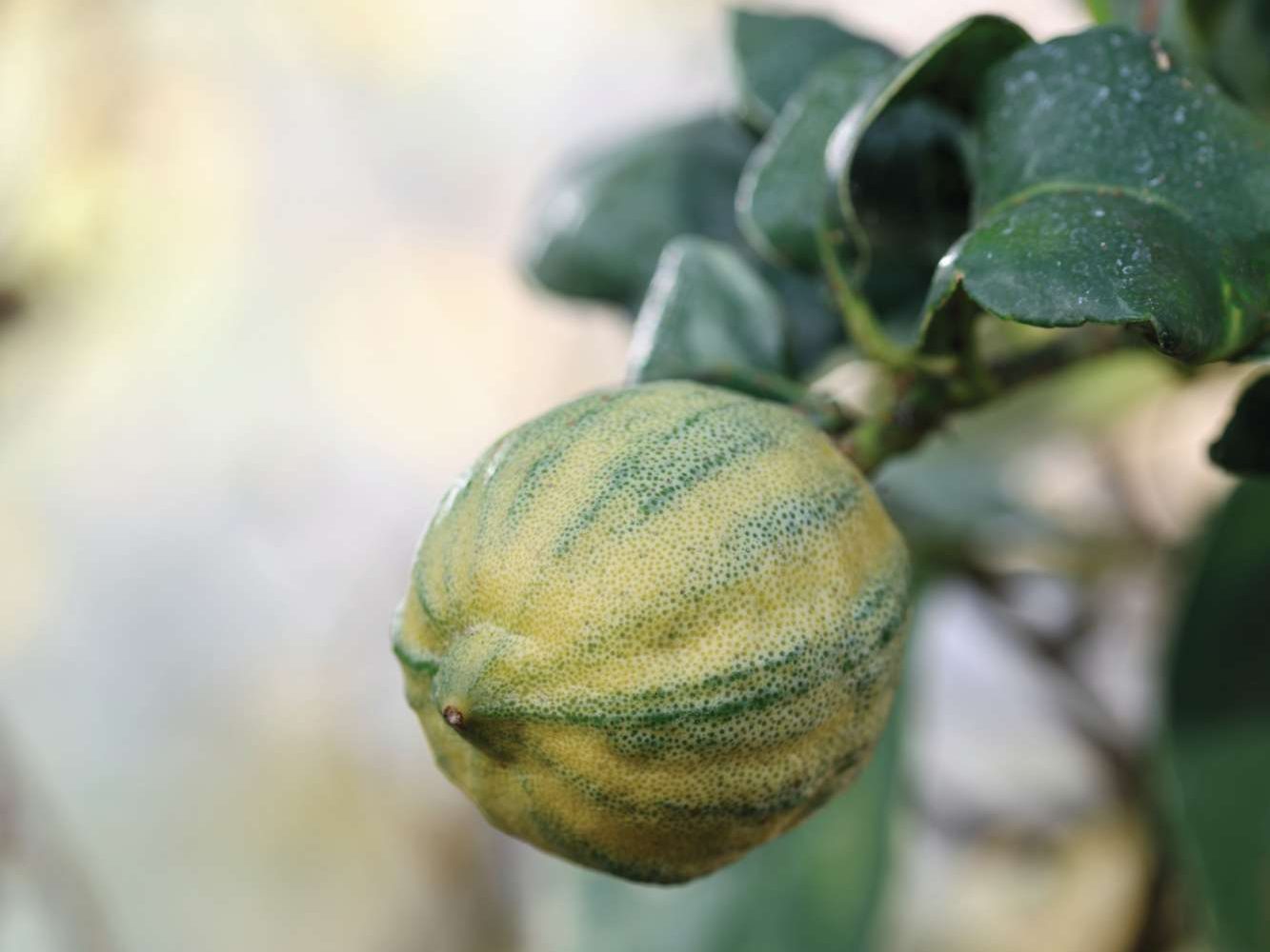 Citrus x limon ‘Variegata’