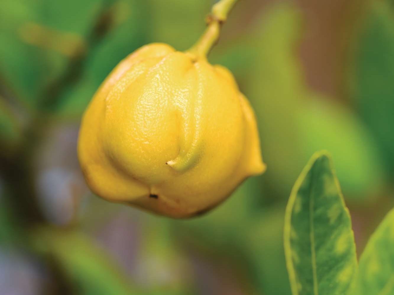Citrus x aurantium Tangelo Group