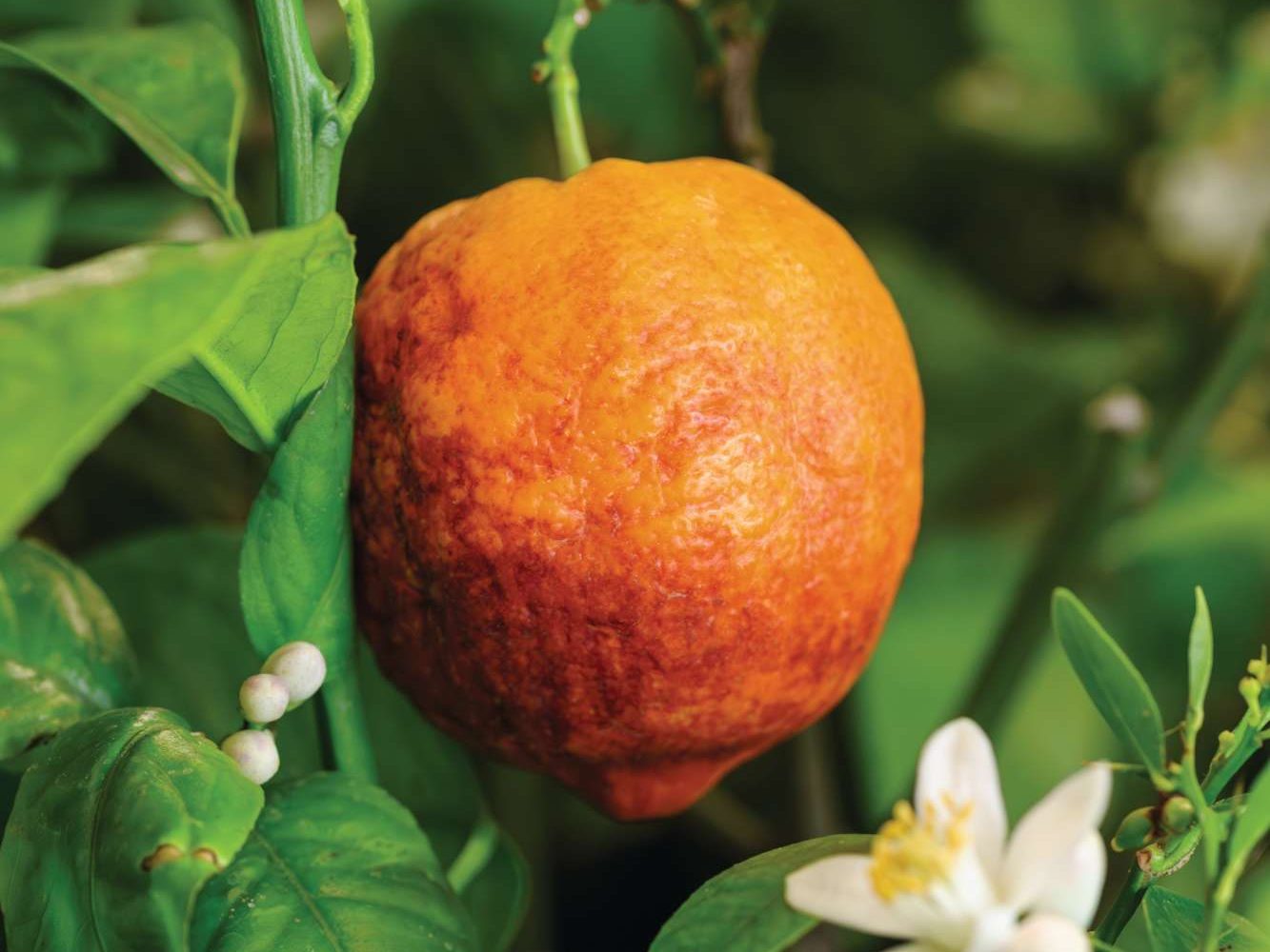 Citrus ‘Arcobal’