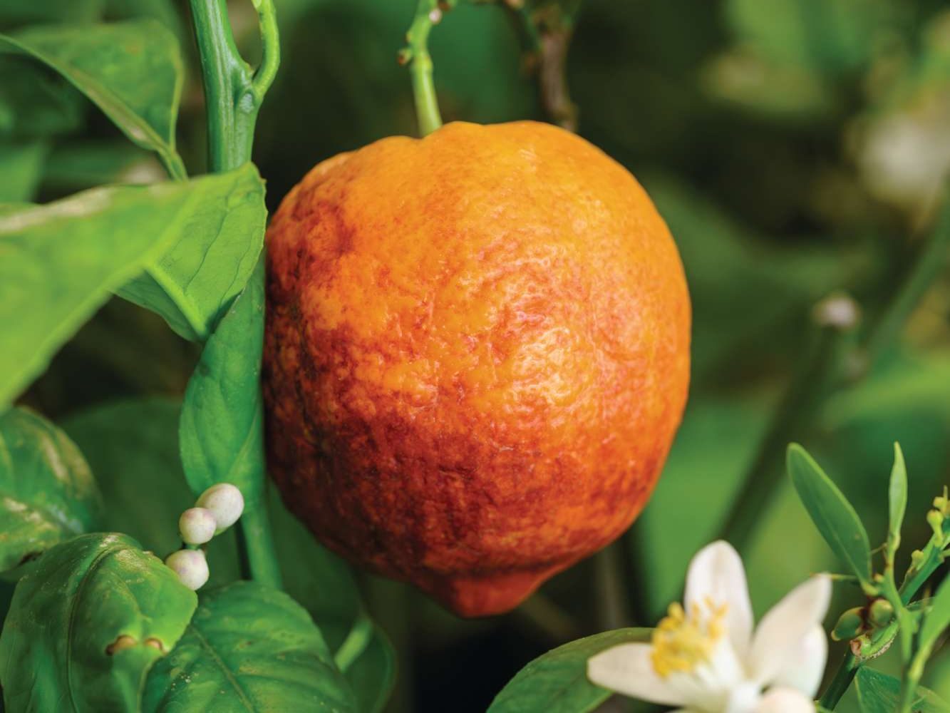 Citrus ‘Arcobal’