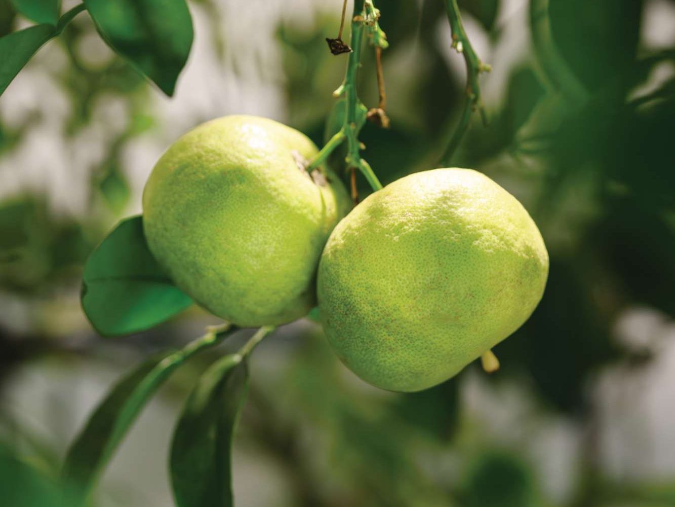 Citrus x aurantium ‘Oroblanco’