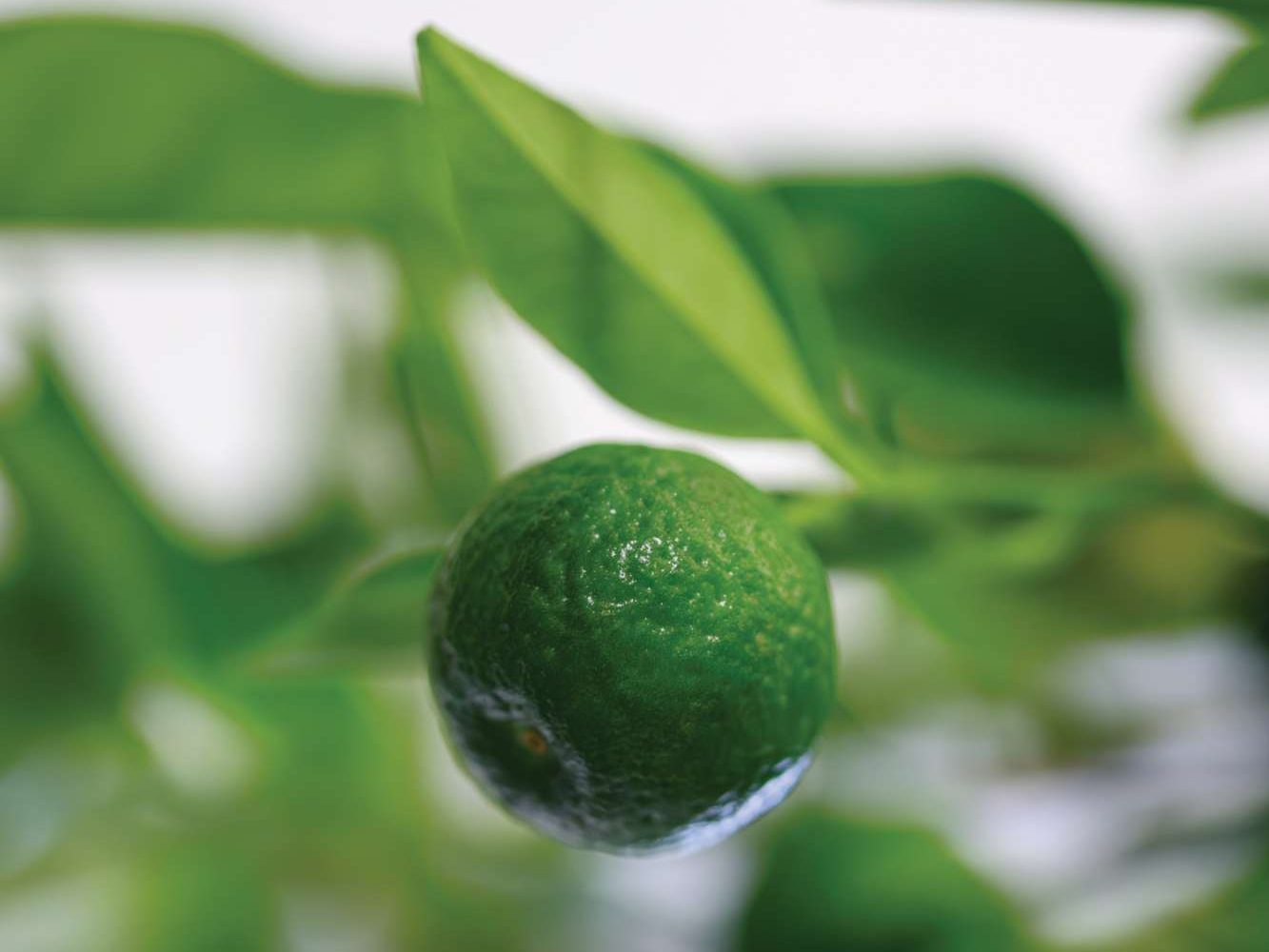 Citrus x limon ‘Limetta’