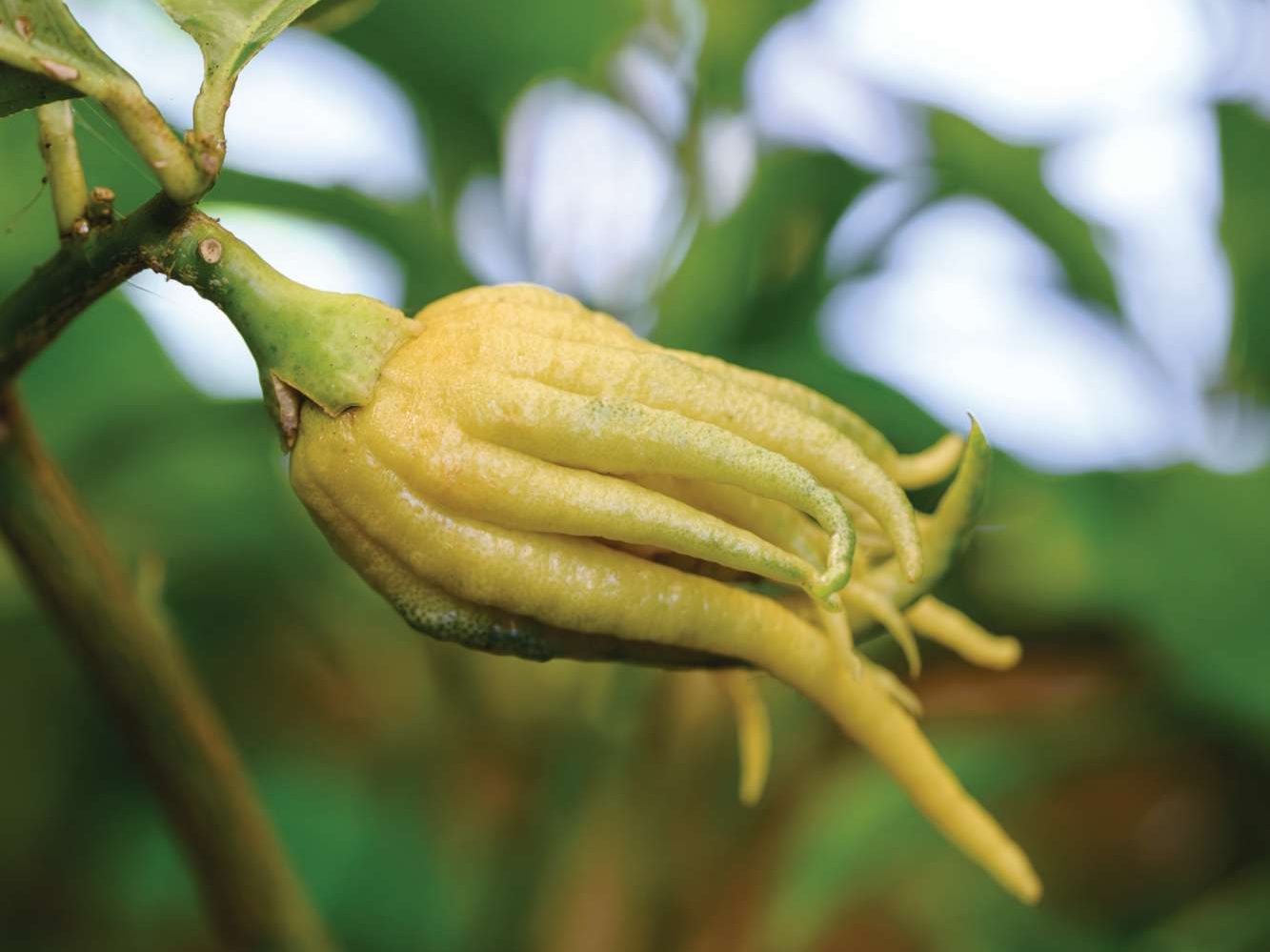 Citrus medica ‘Fingered’