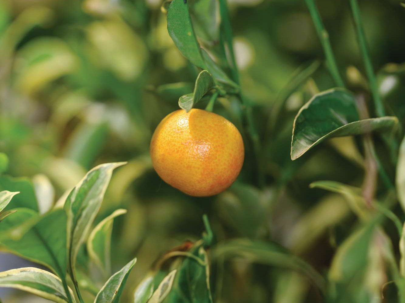 Citrus x microcarpa