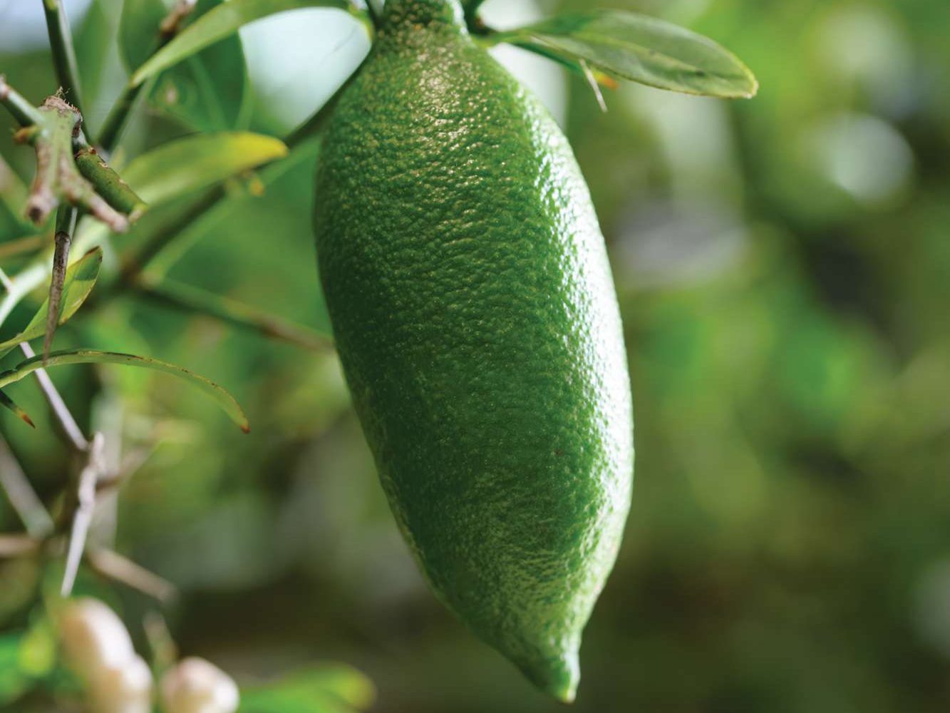 Citrus australasica