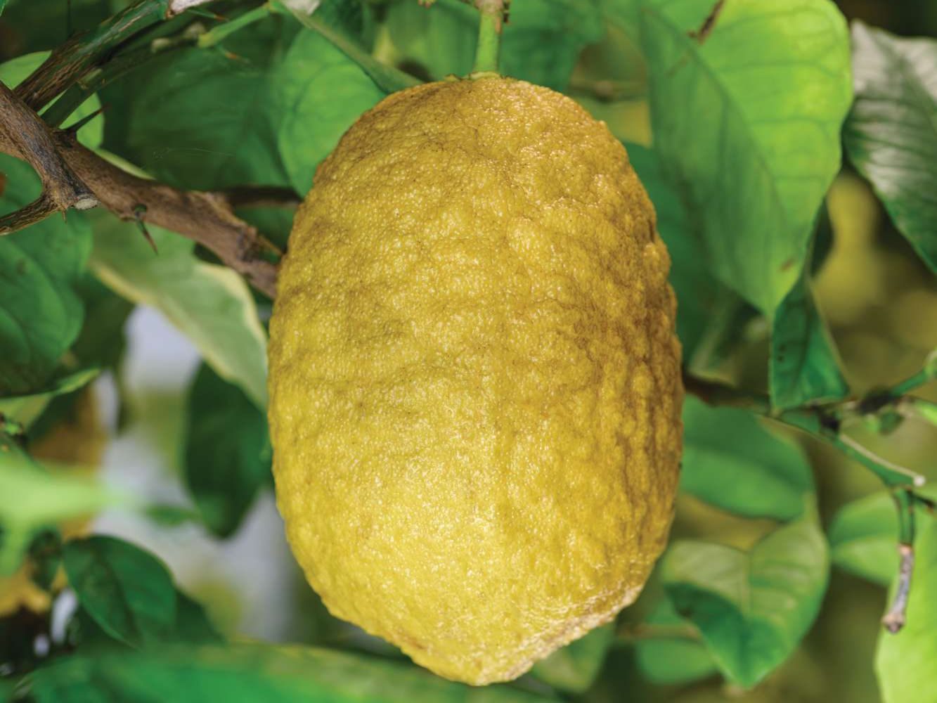 Citrus medica
