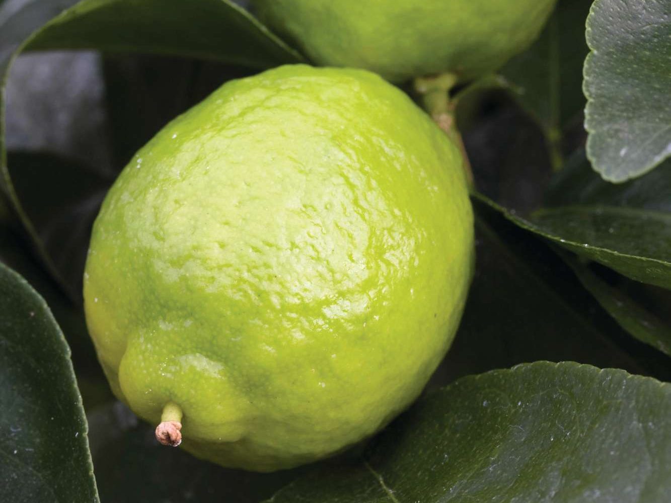 Citrus x latifolia