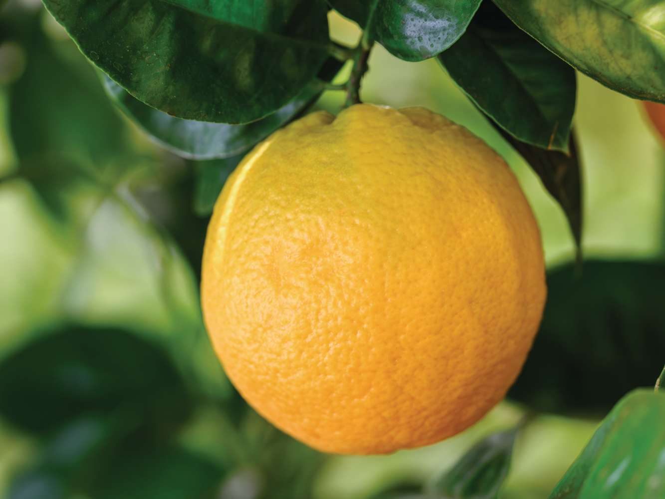 Citrus x aurantium