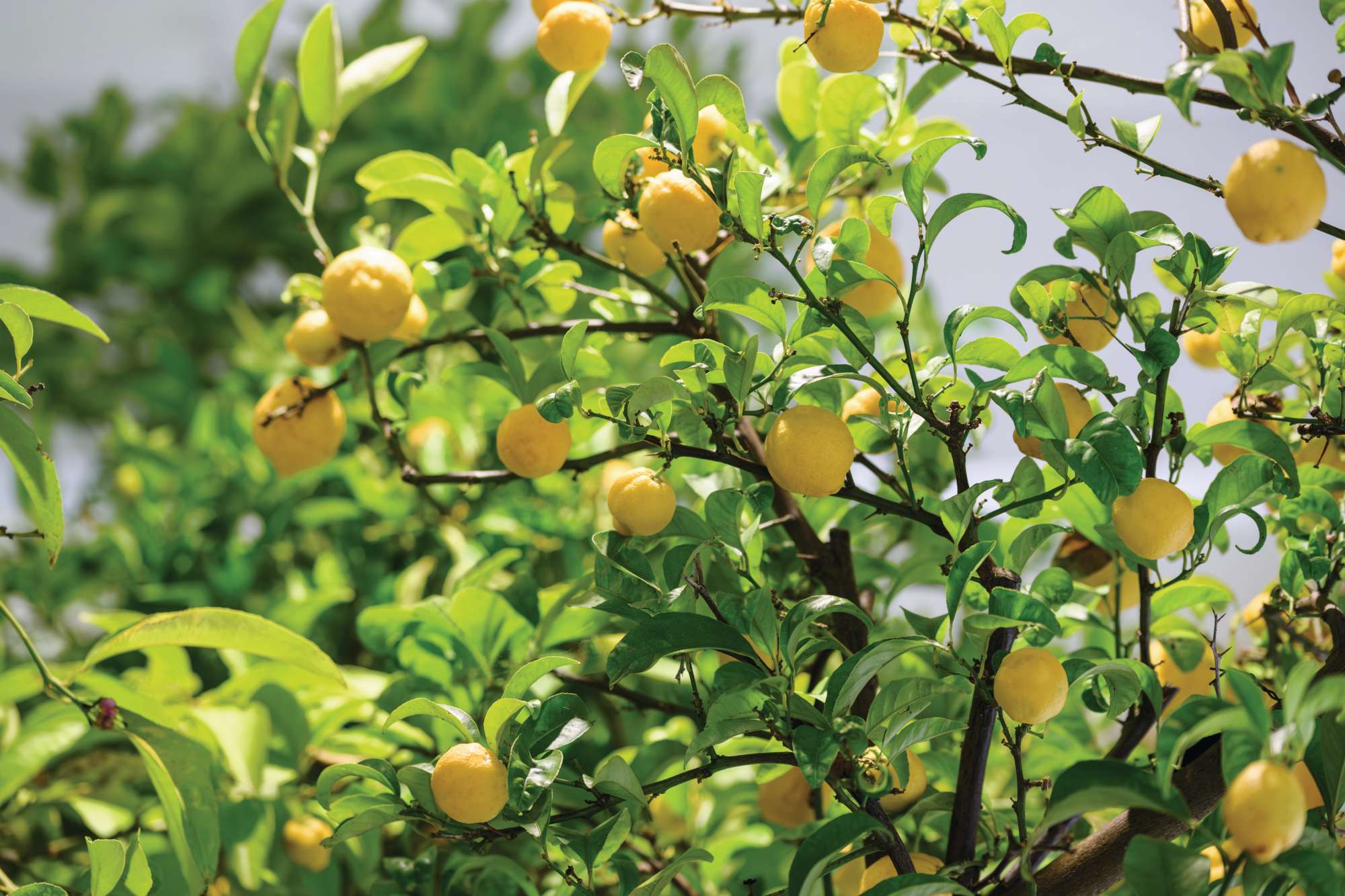 Citrus x taitensis ‘Otaheite’