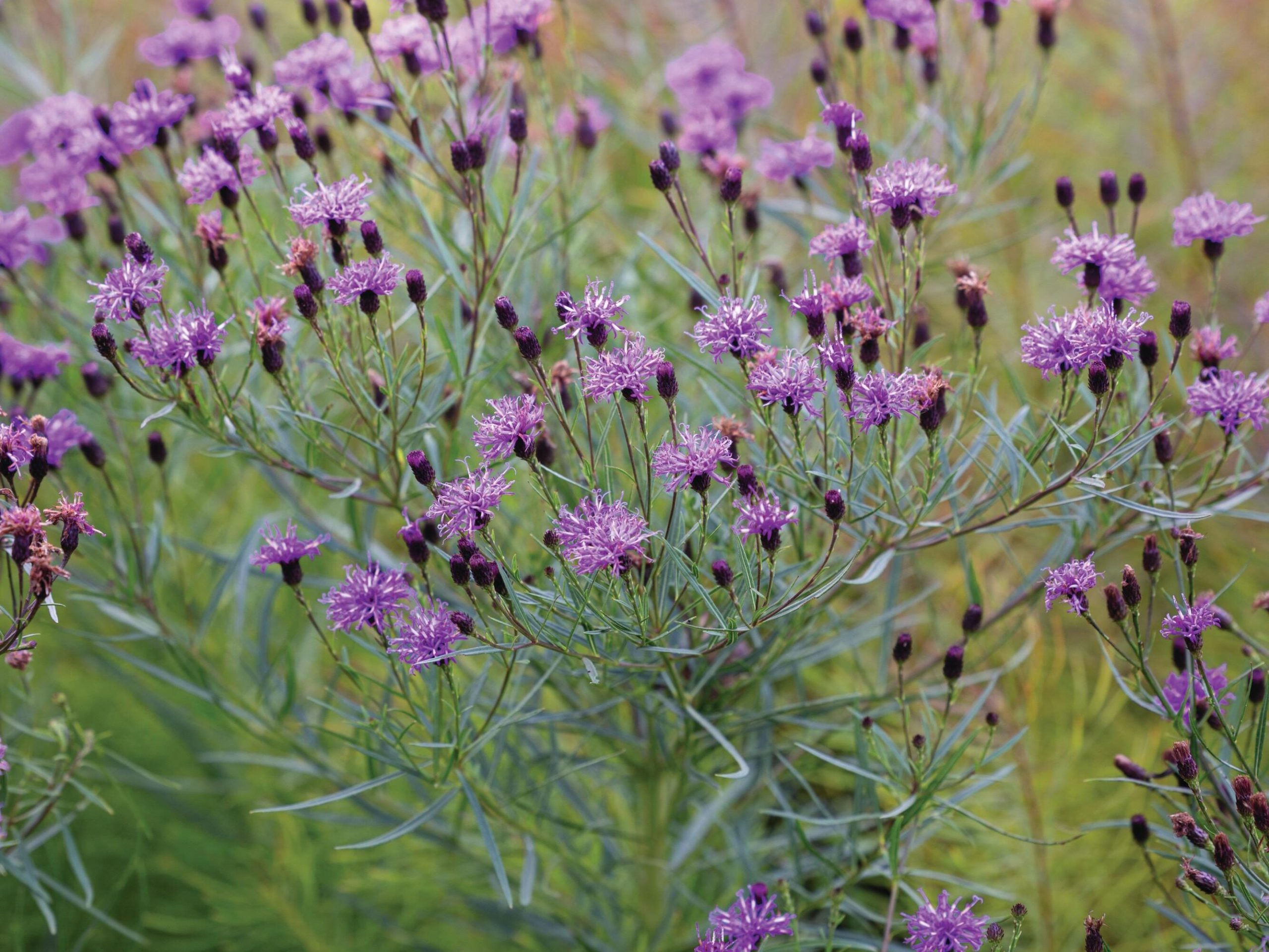 Purple flowers