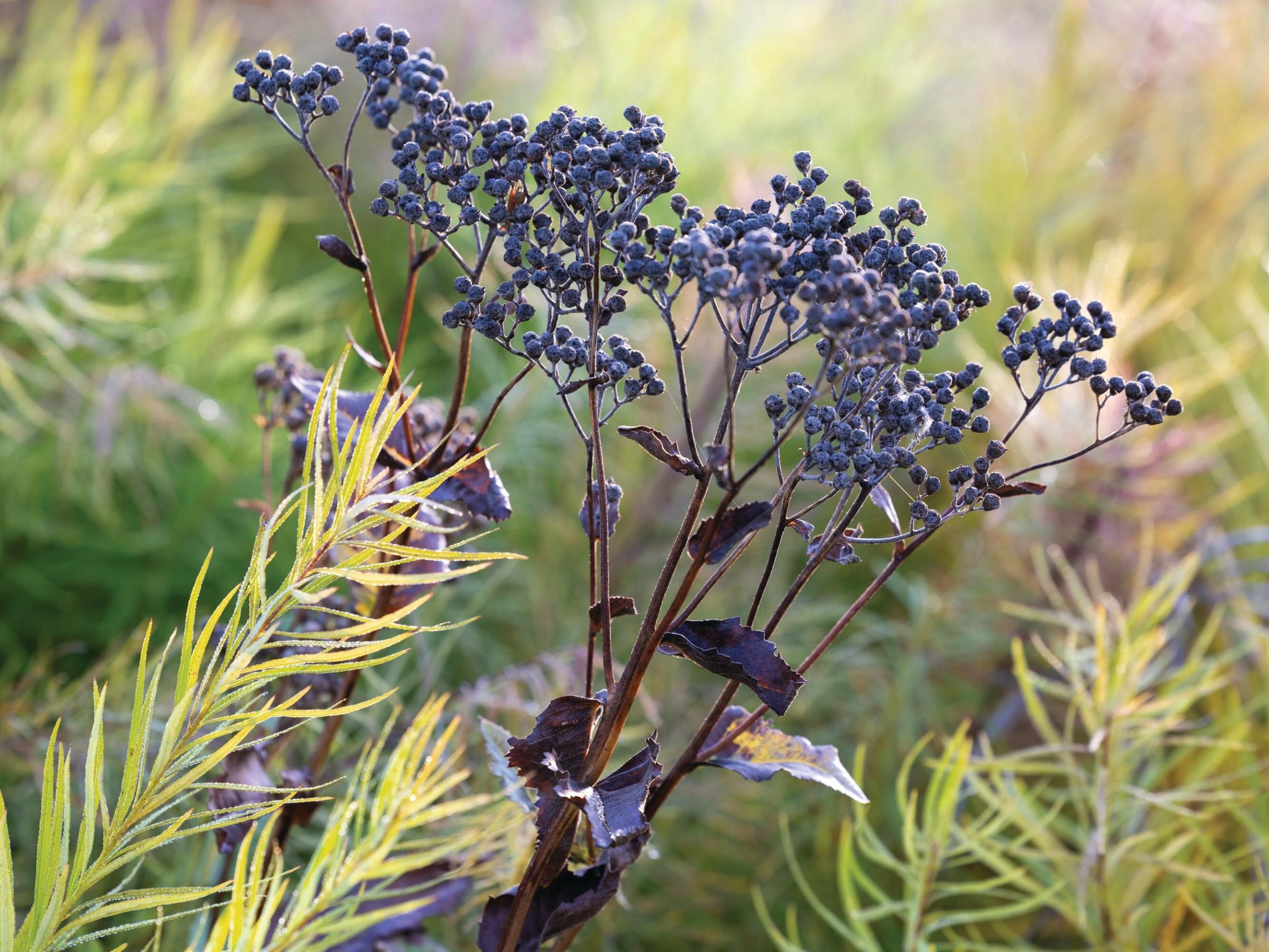 Purple stems