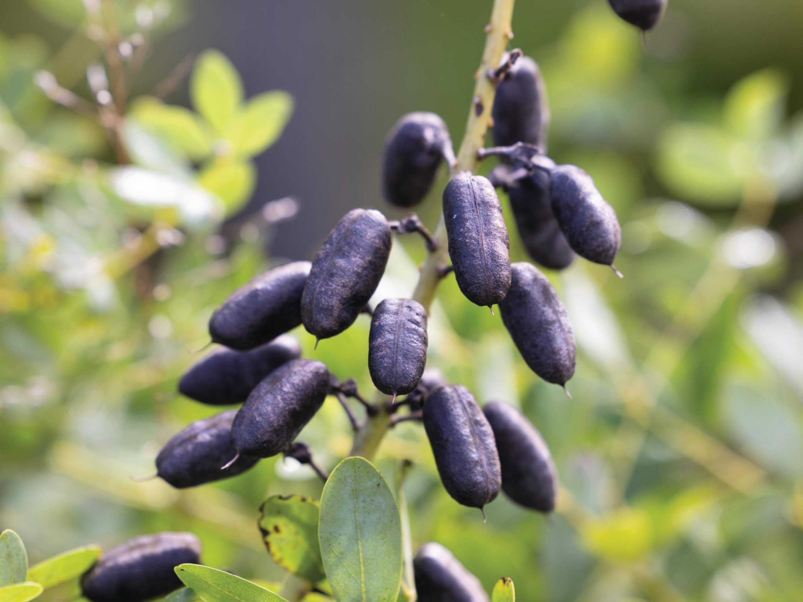 Purple seeds
