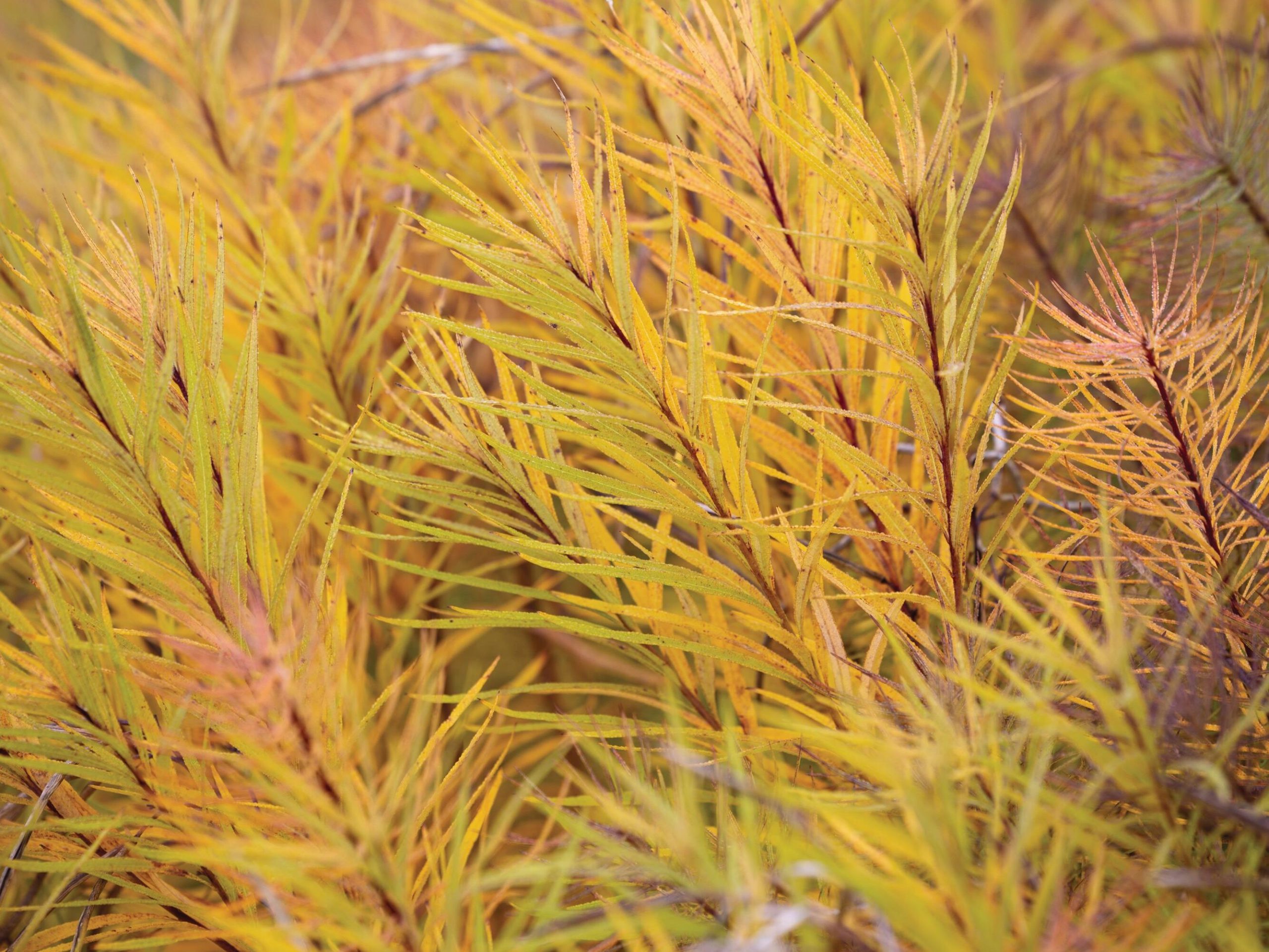 Yellow leaves