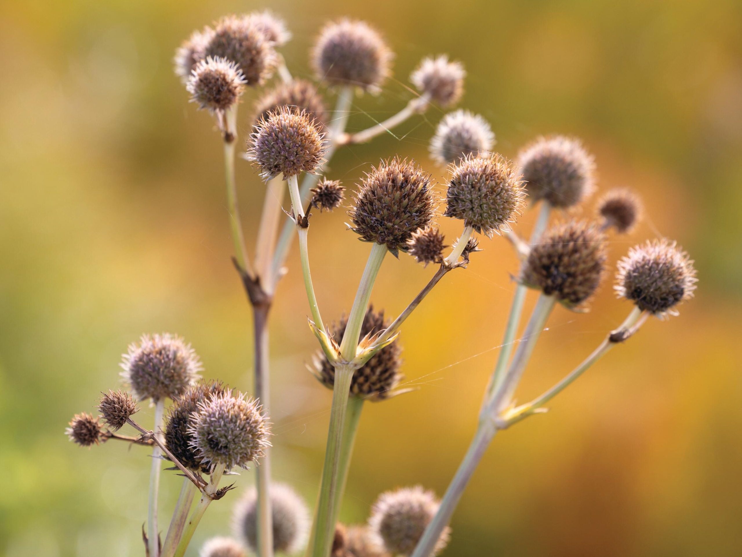 Thistle plant