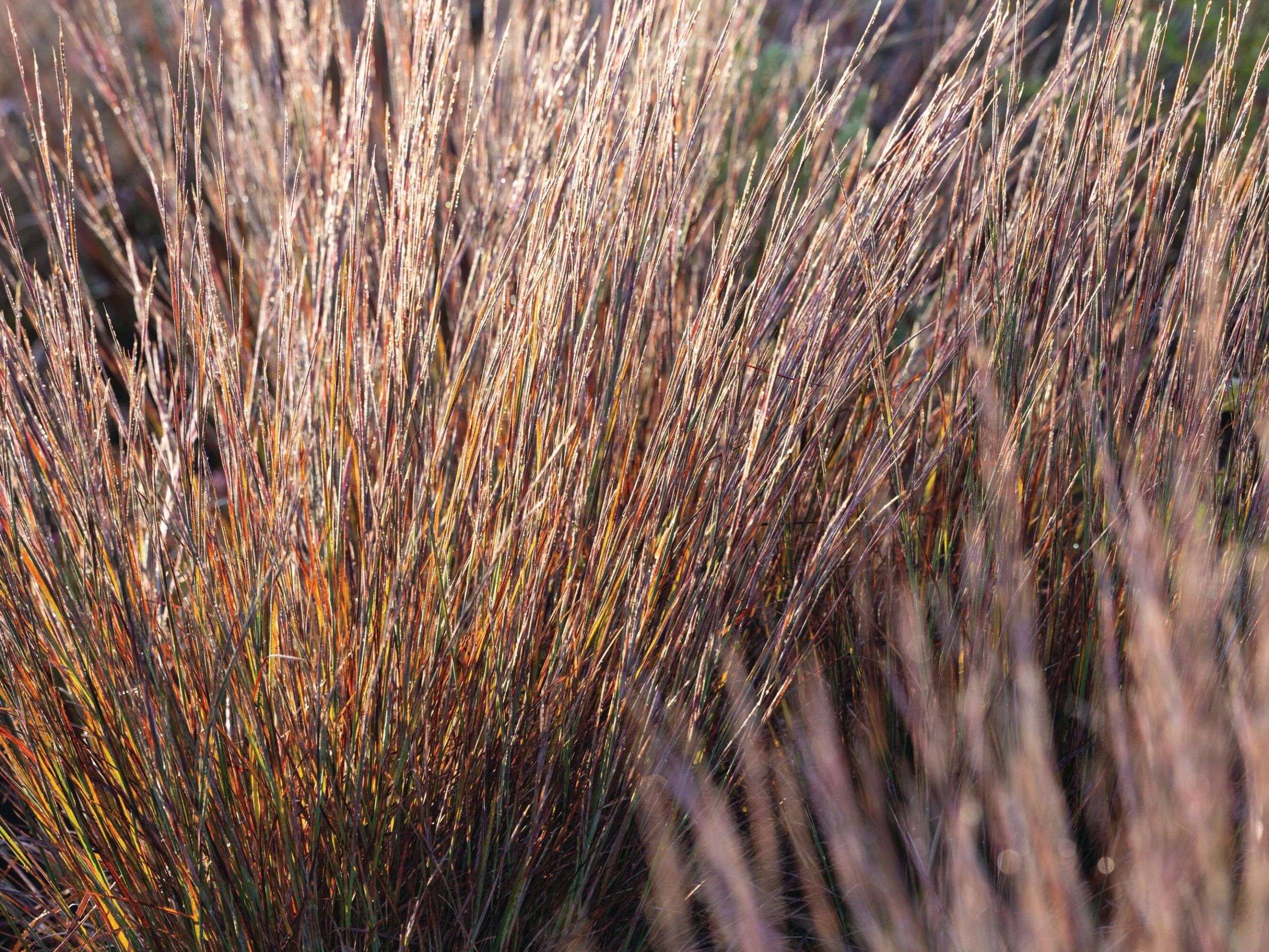 Grasses