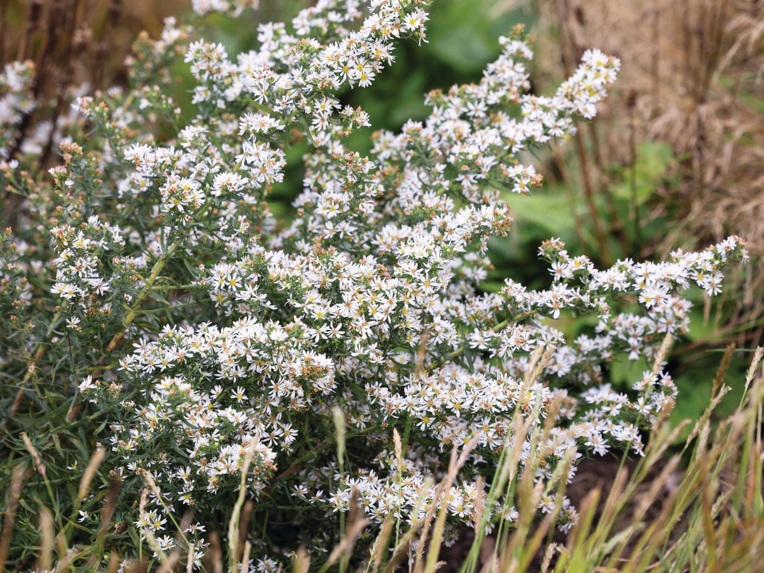 White flowers