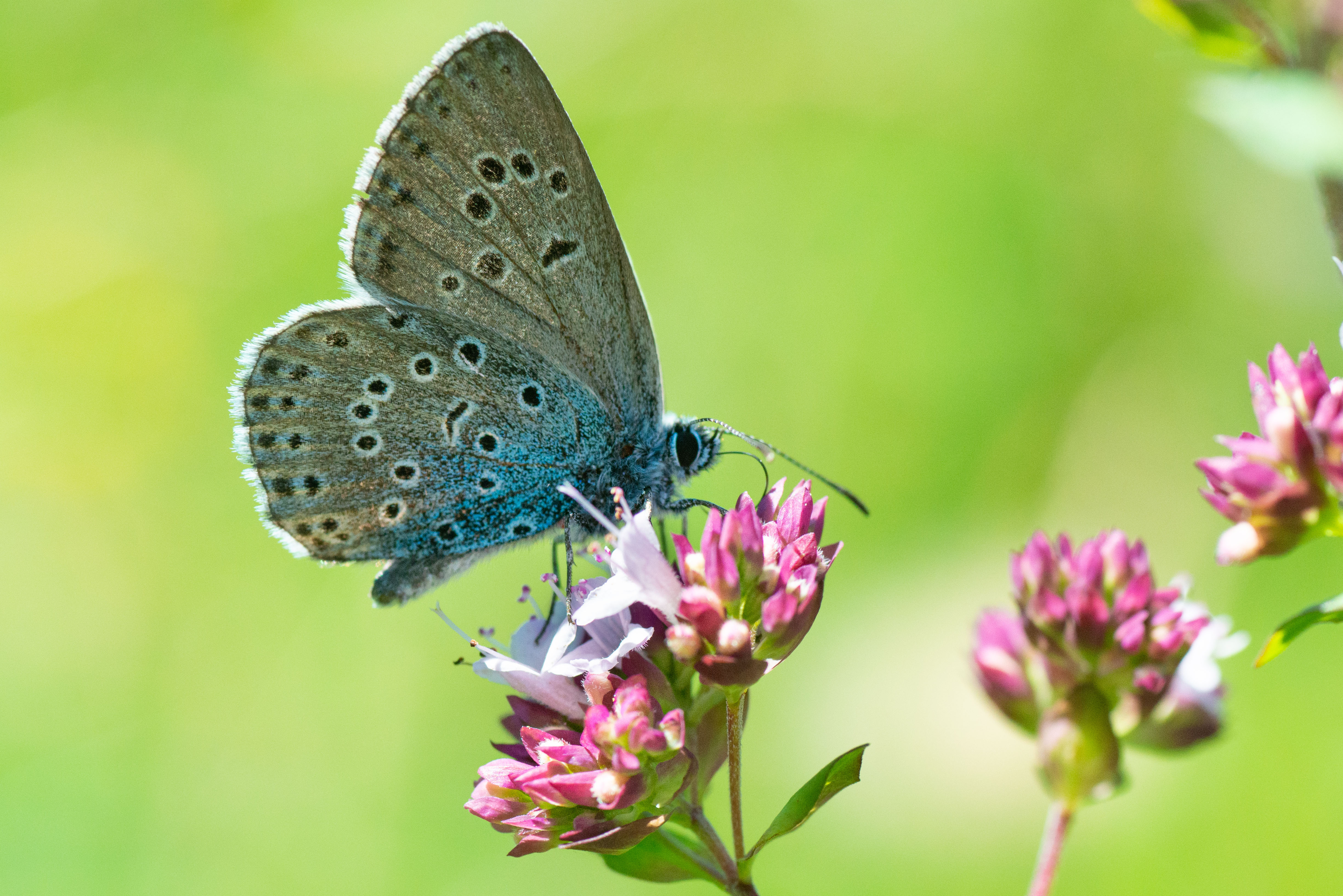 Large blue Large blue