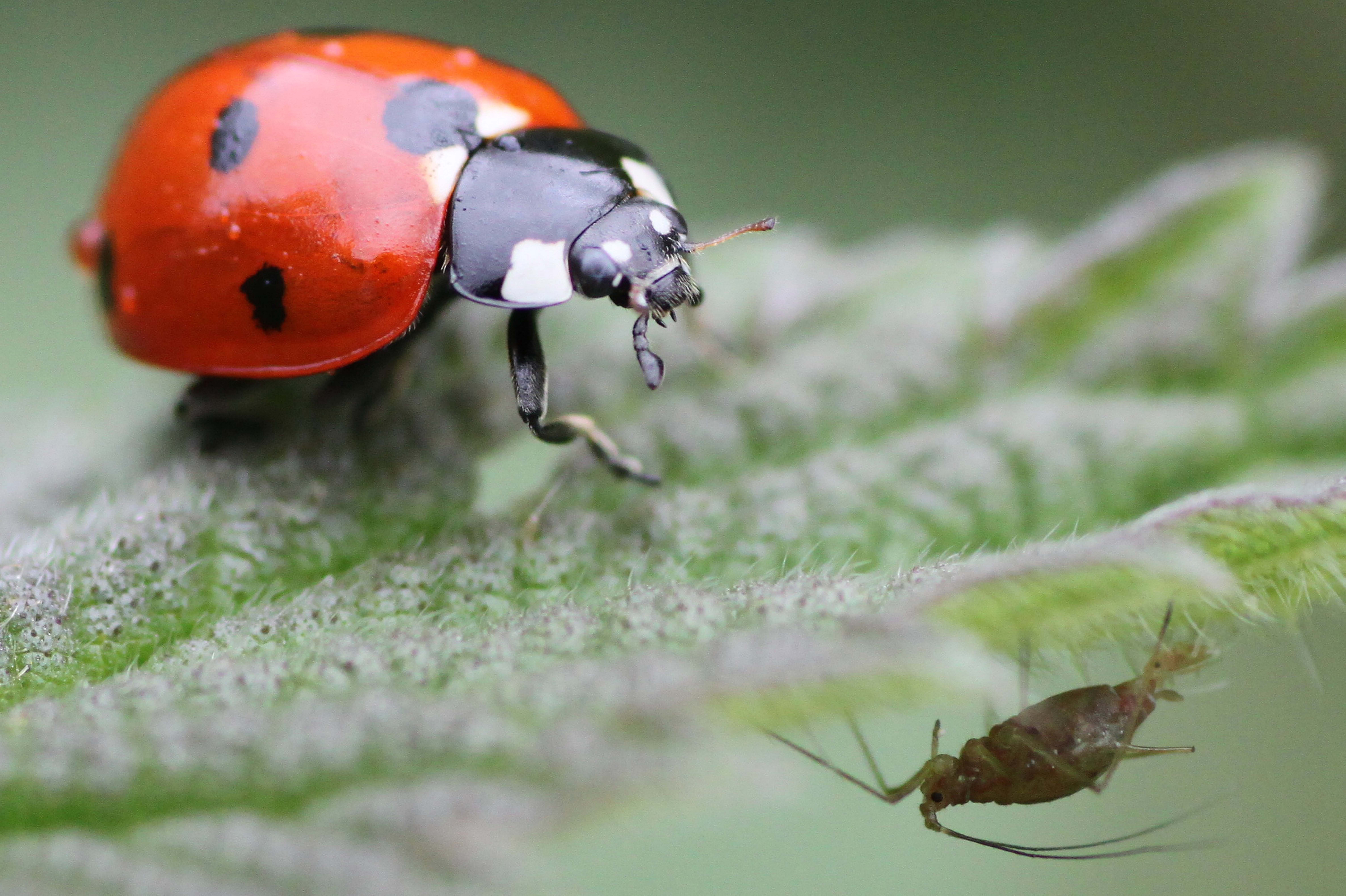 Seven spot ladybird and aphid Seven spot ladybird and aphid