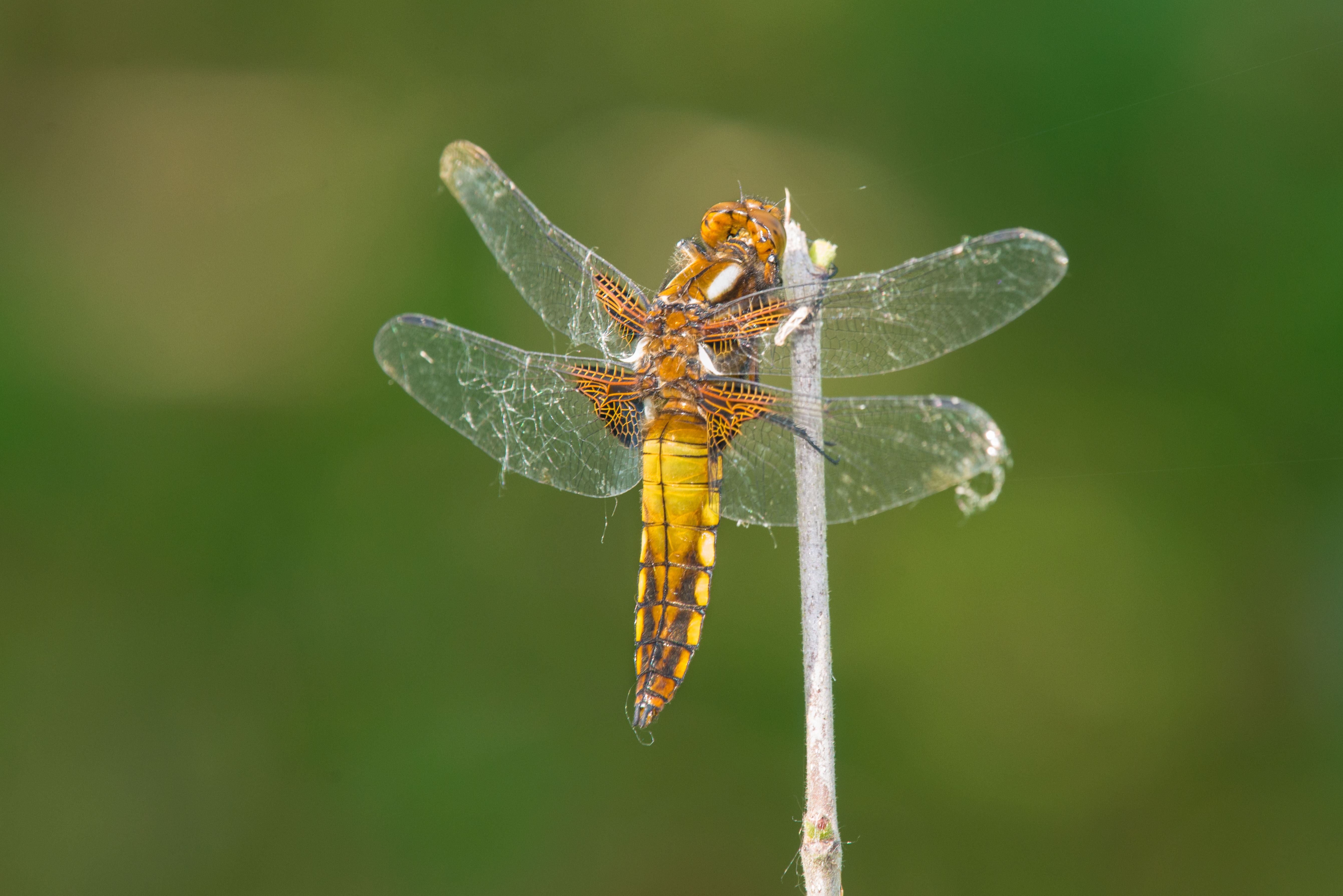 Broad bodied chaser female © Steve Nichols