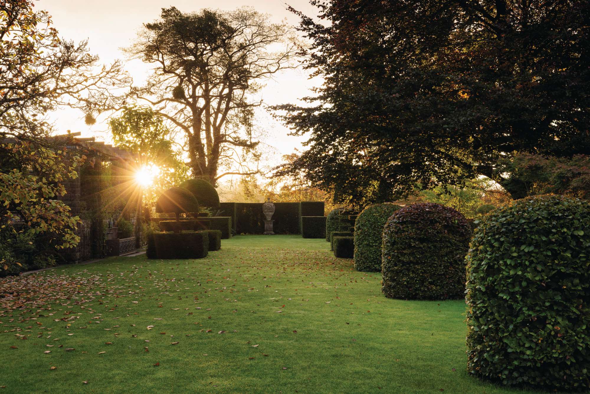 Copper beech trees and topiary yews at Mounton House