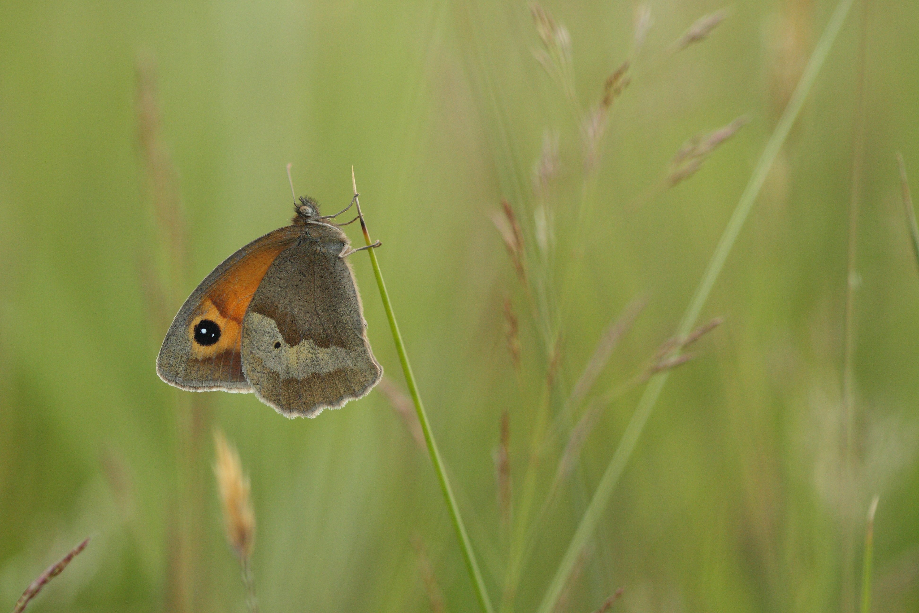 Meadow Brown butterfly Meadow Brown butterfly