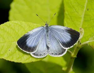 Holly Blue Celastrina argiolus Holly Blue Celastrina argiolus
