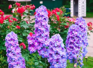 Nature Larkspur