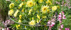 Charlbury Grow Through Plant Support Charlbury Grow Through Plant Support with yellow flowers