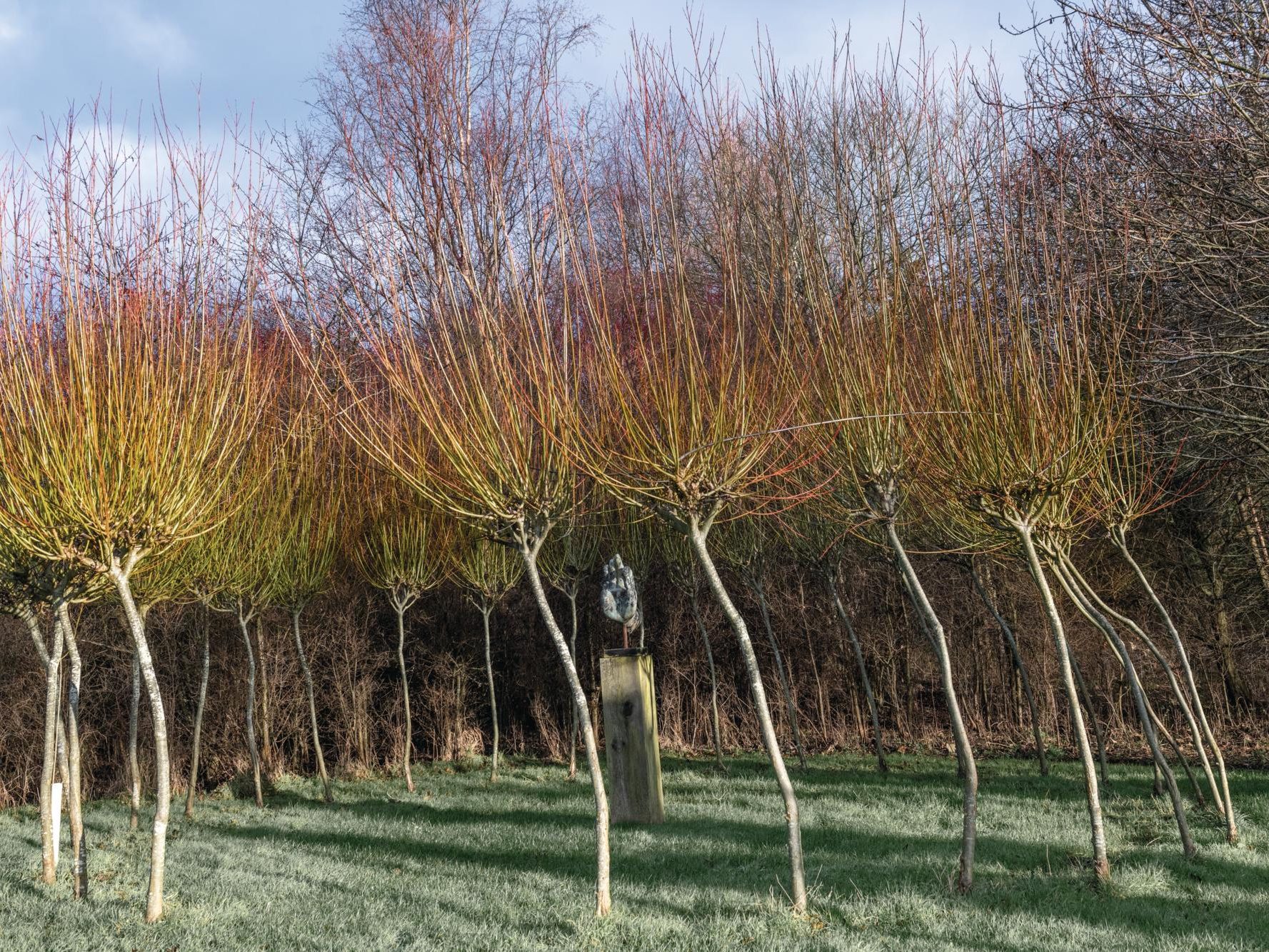 A dancing circle of willow trees