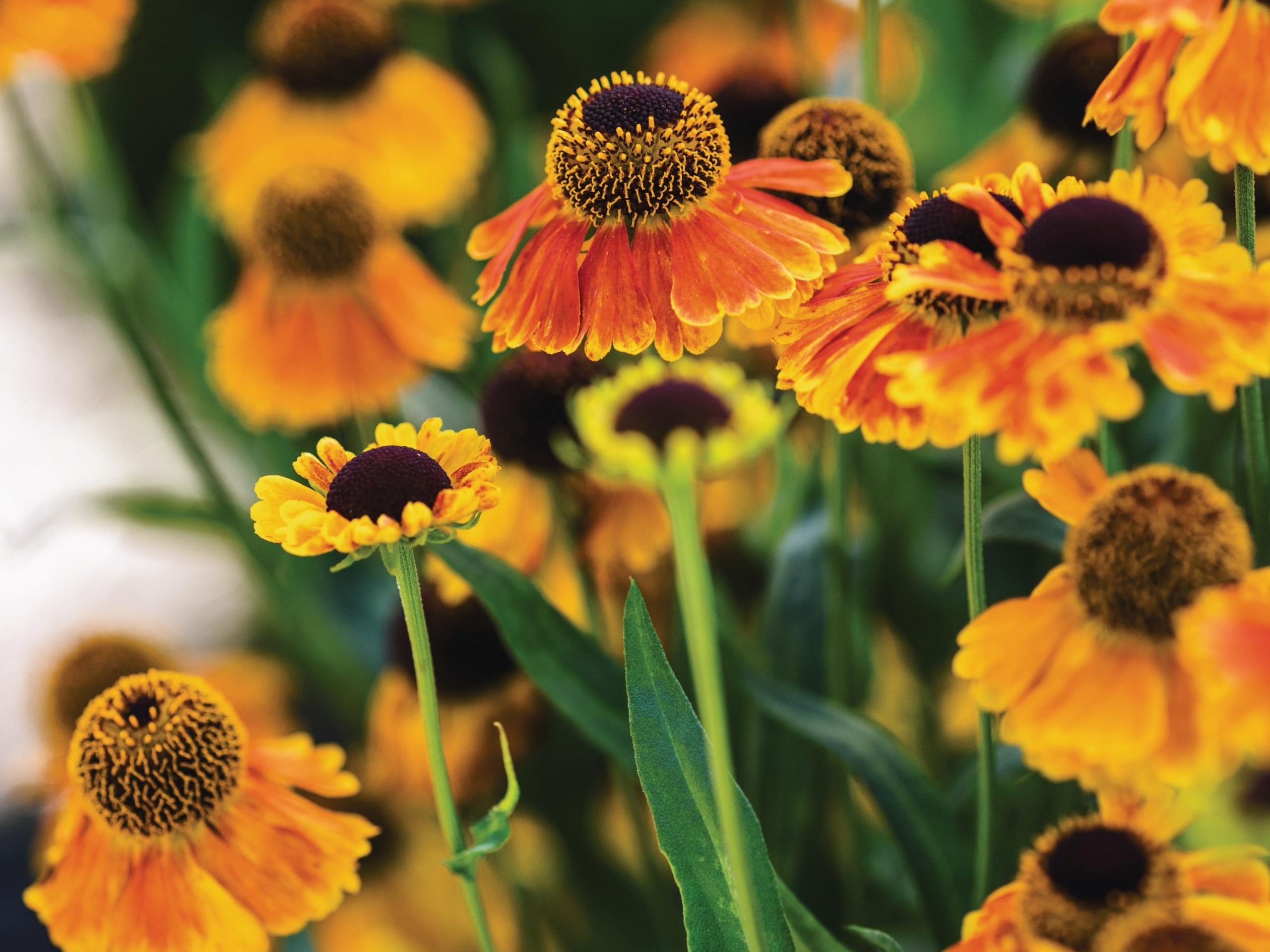 Orange flowers