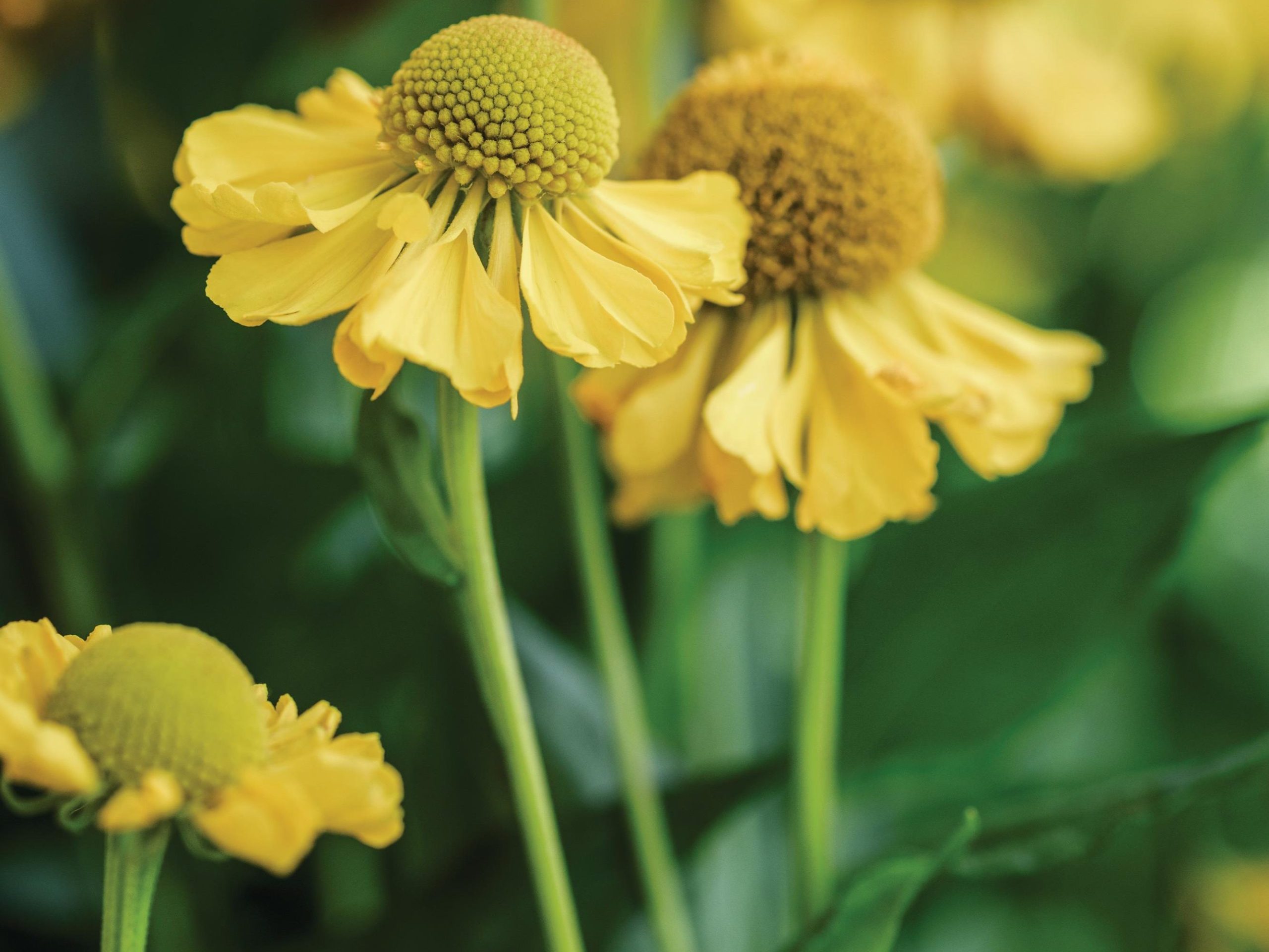 Yellow flowers