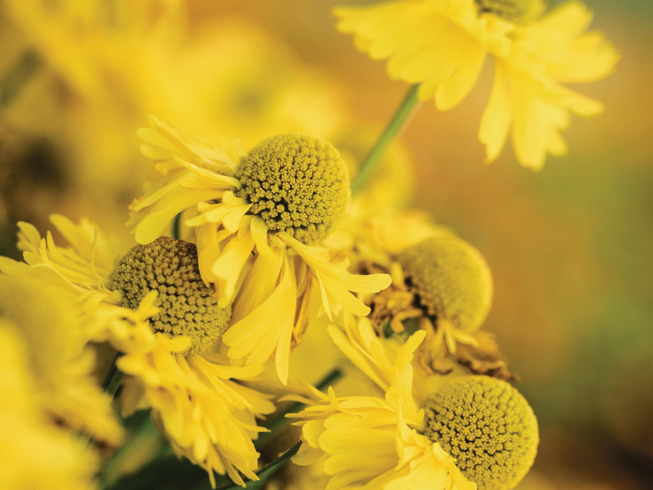 Yellow flowers