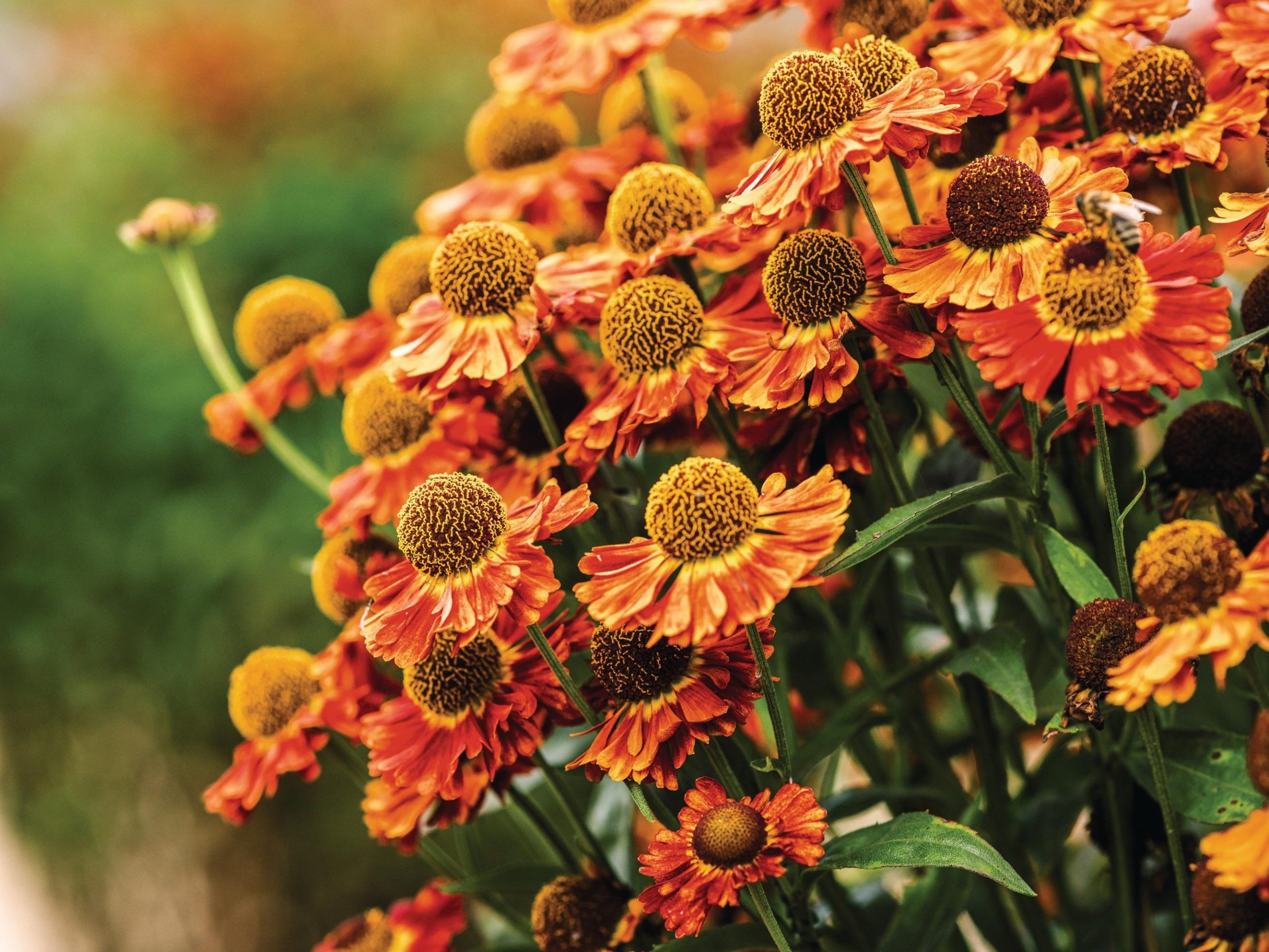 Orange flowers