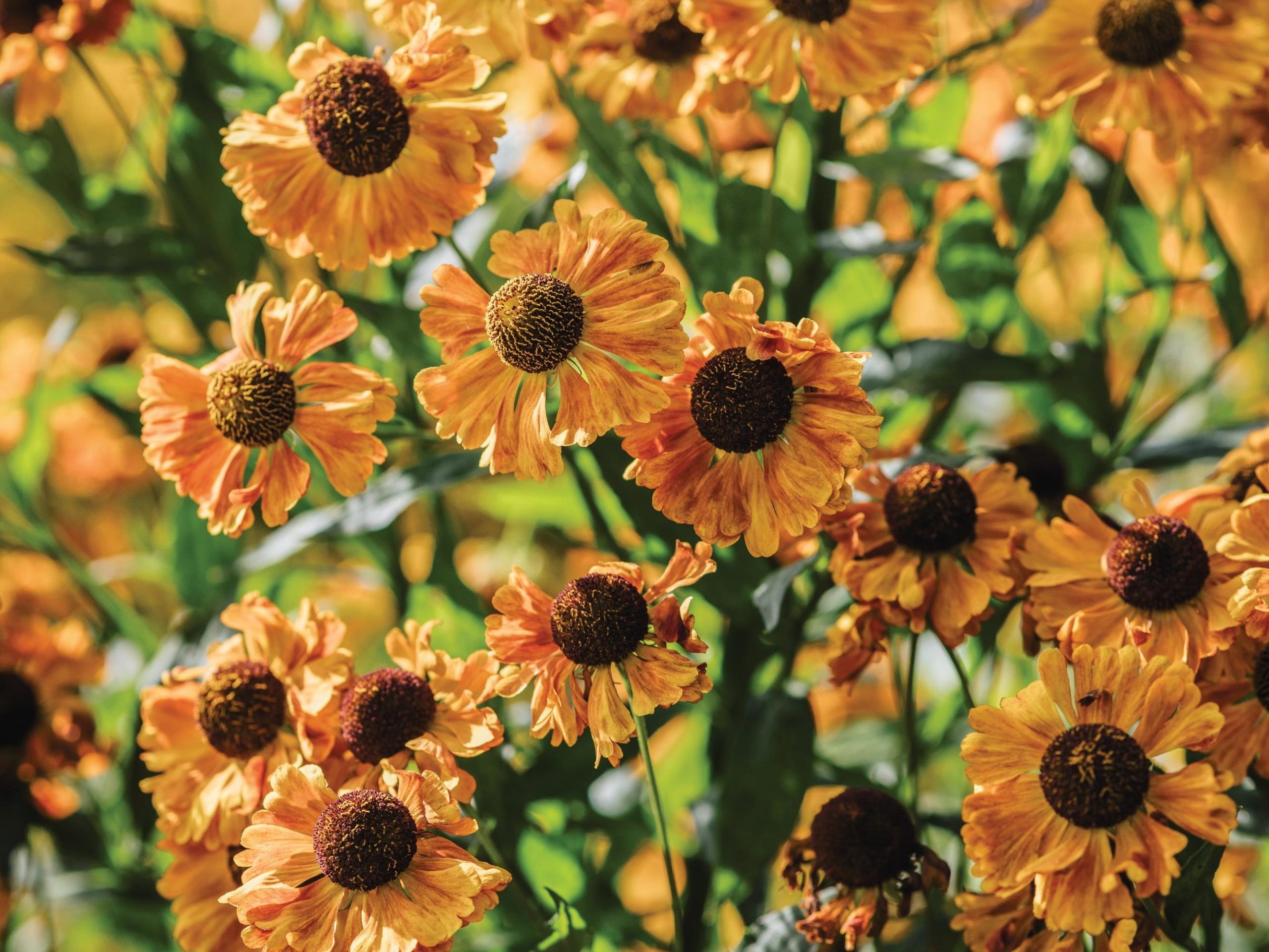 Orange flowers