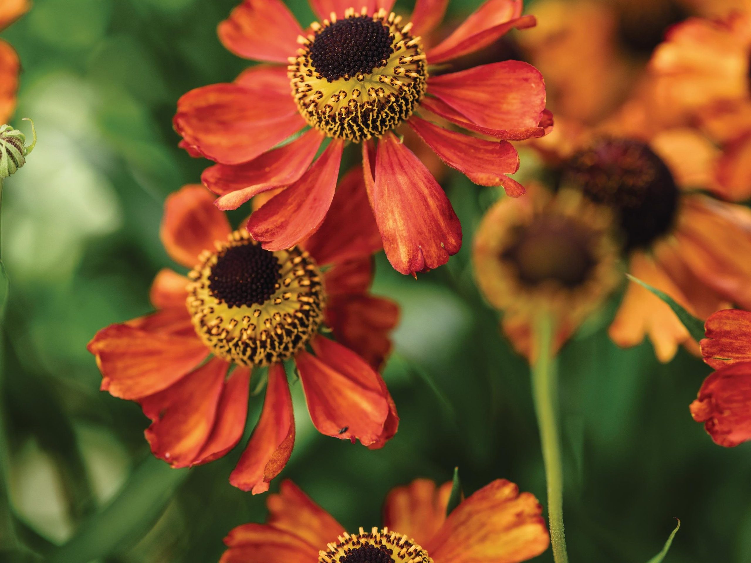 Orange flowers