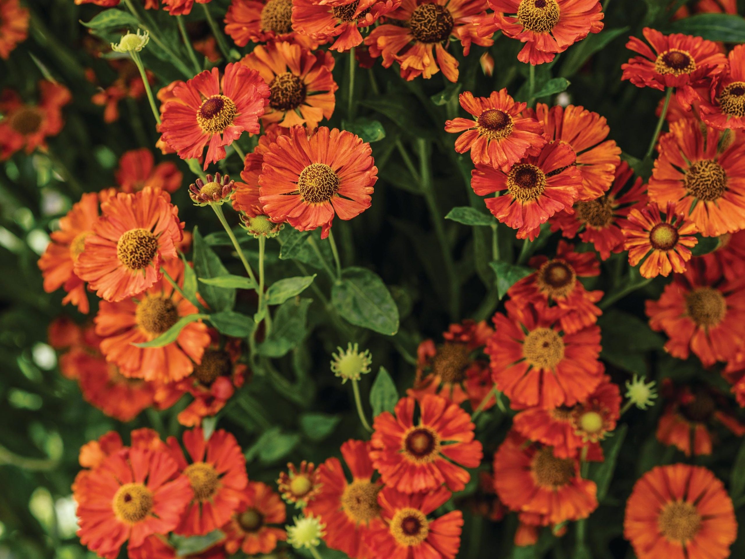 Orange flowers
