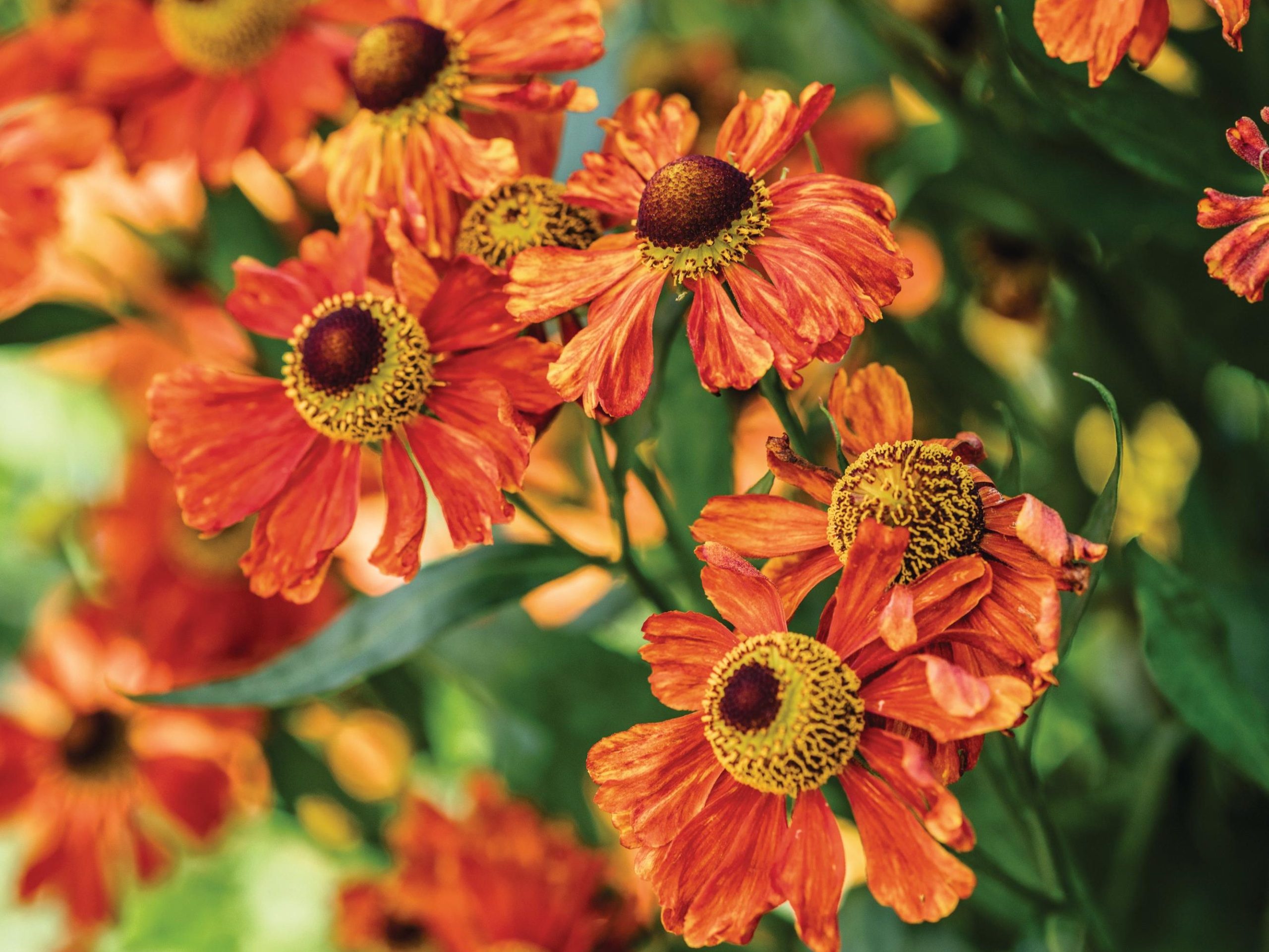 Orange flowers