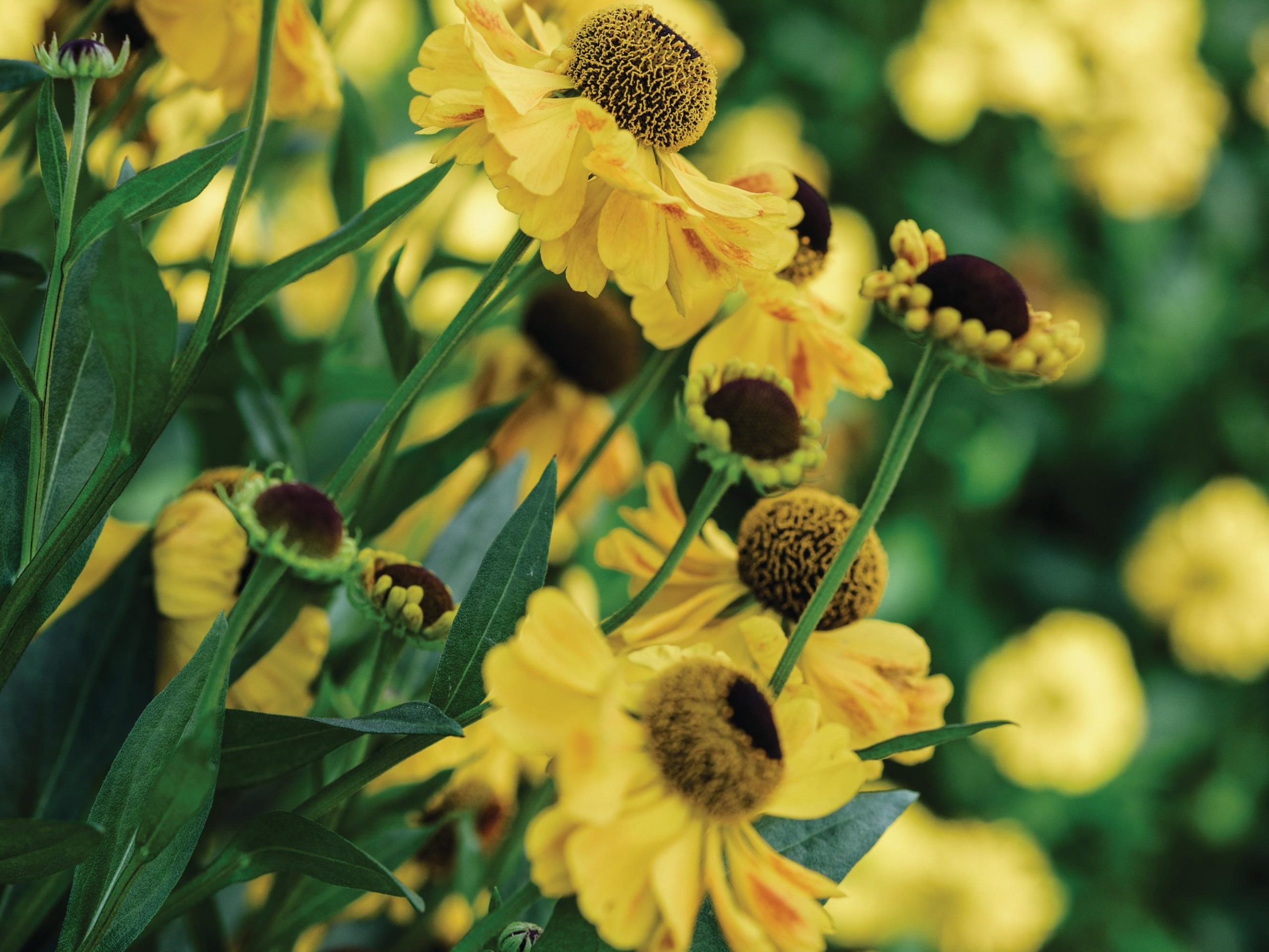 Yellow flowers