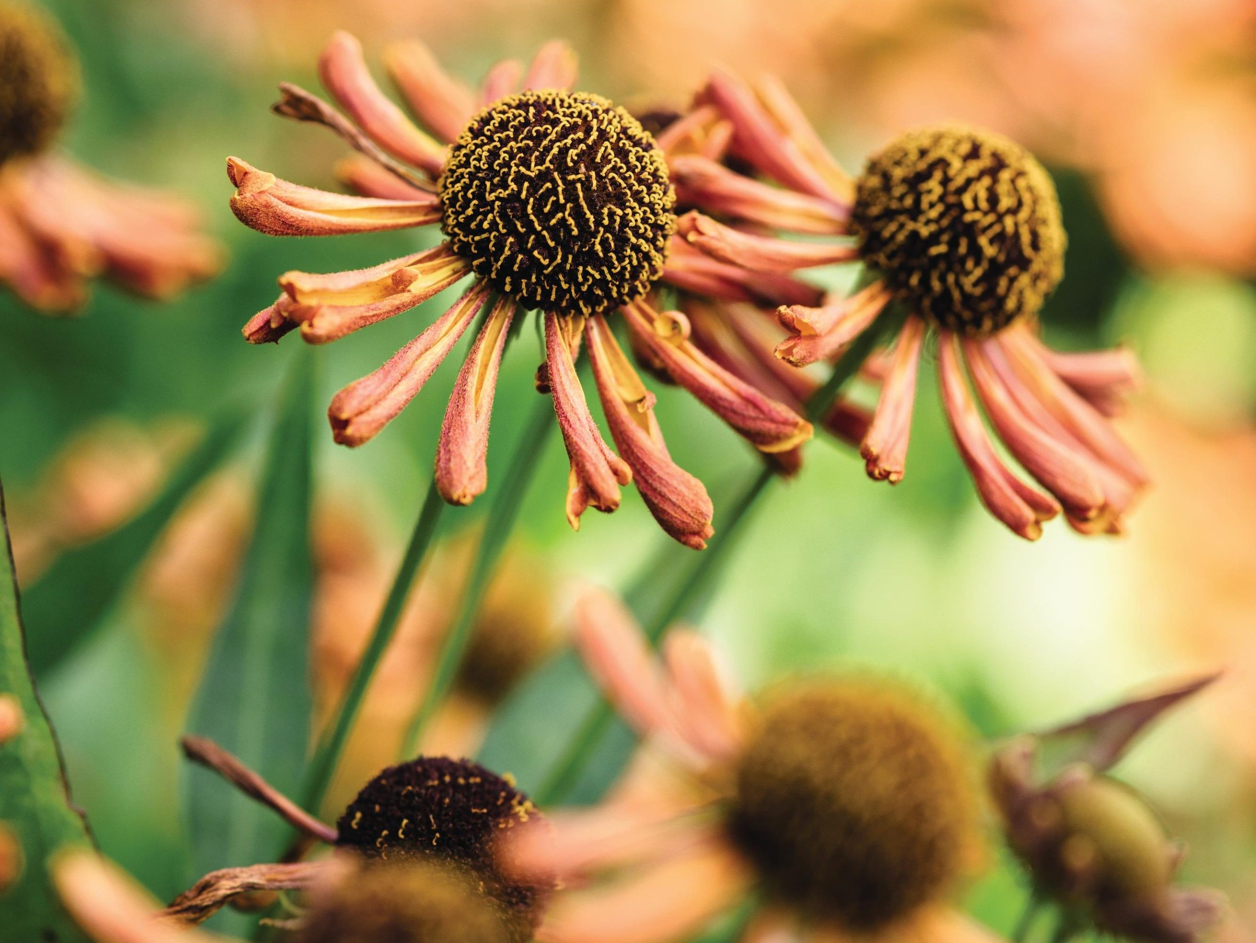 Orange flowers