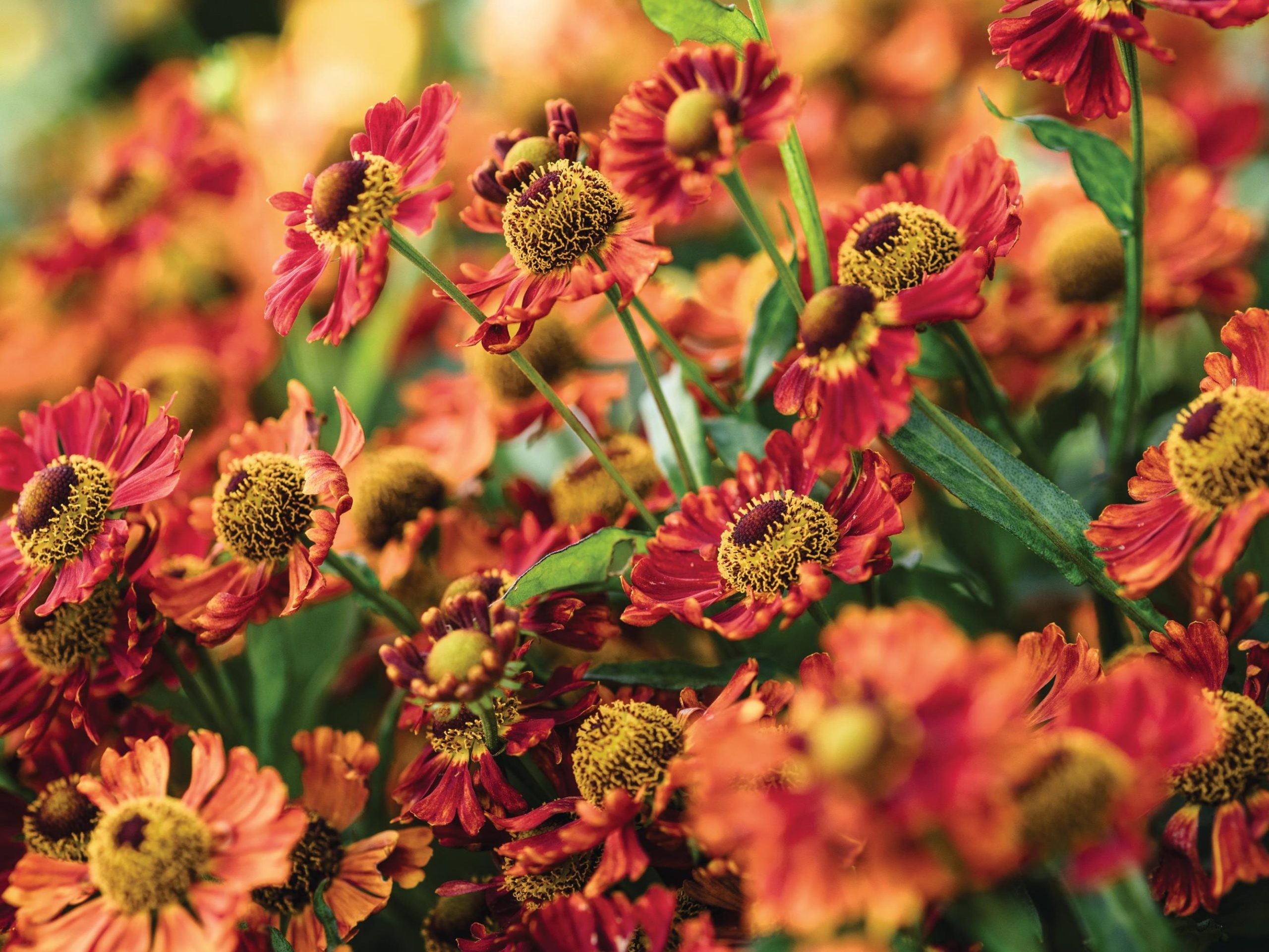 Orange flowers