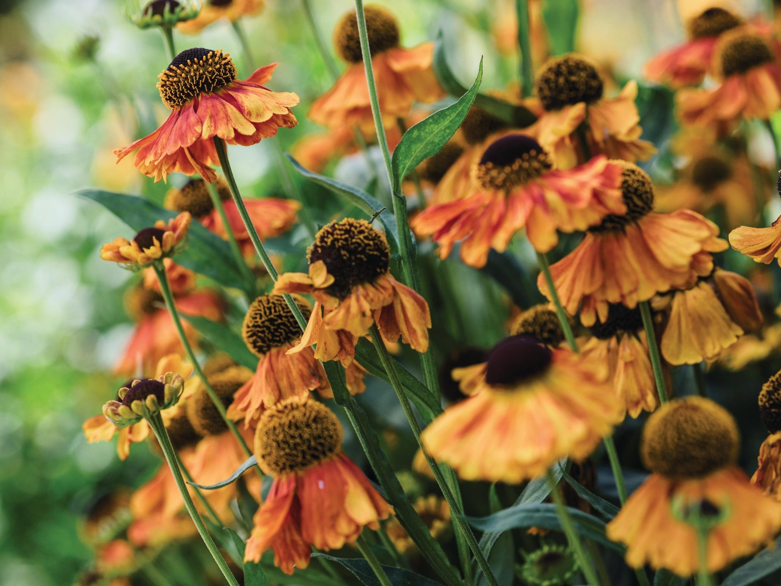 Orange flowers
